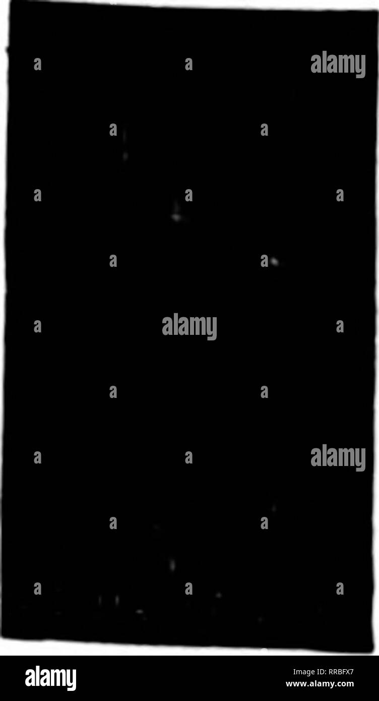 . Fioristi' review [microformati]. Floricoltura. Filo nei cestini appesi non è dei più economici ma il meglio la parete in genere verniciato, legate con filo zincato 6 alla dozzina di tasso, così al tasso di 100 per 100 $16.00 18.00 20.00 26.00 36.00 46.00 al doz. ,...$2.00 .... 2.26 8-iQch 10 pollici 12-mch 2,50 14-mch 3.26 16 pollici 5.00 18 pollici 6.00 Prezzi su dimensioni maggiori nei cestini appesi quotata in applicazione. Scrivere per il listino prezzi di filo disegni floreali. ^^DITCKT d-HnrT* KJt^^QlCl lungo verde fogli V&GT;tvI!"C!"iN OrimCril JVlUdO per appendere cestelli per bundle, $l.SO; per lO fasci, $14.00 C. E. CRITCHELL, 15 E. TERZA Str Foto Stock