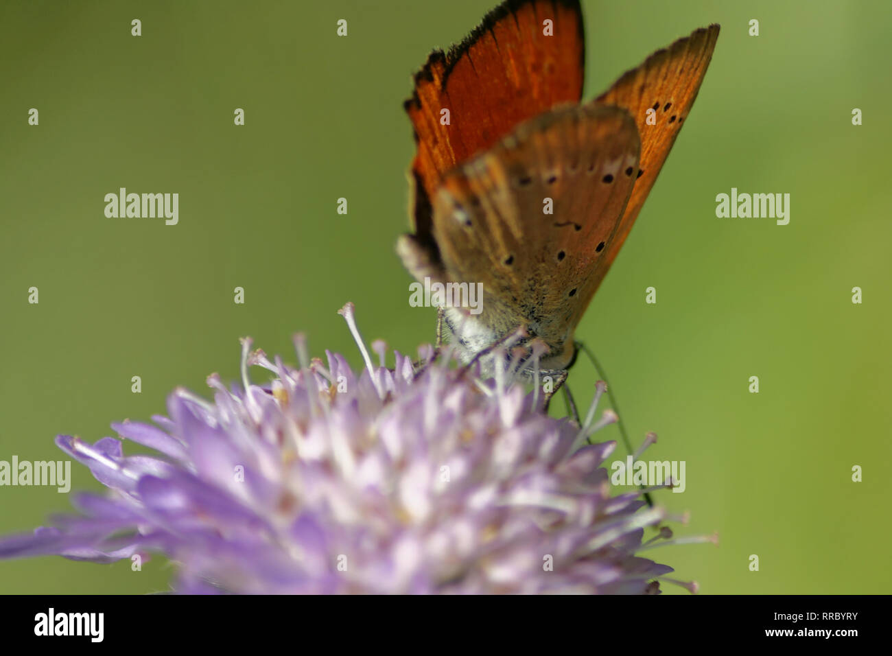 Scarsità di rame (Lycaena virgaurea) farfalla alimentando il nettare di pecora scabious bit (Jasione montana) Foto Stock