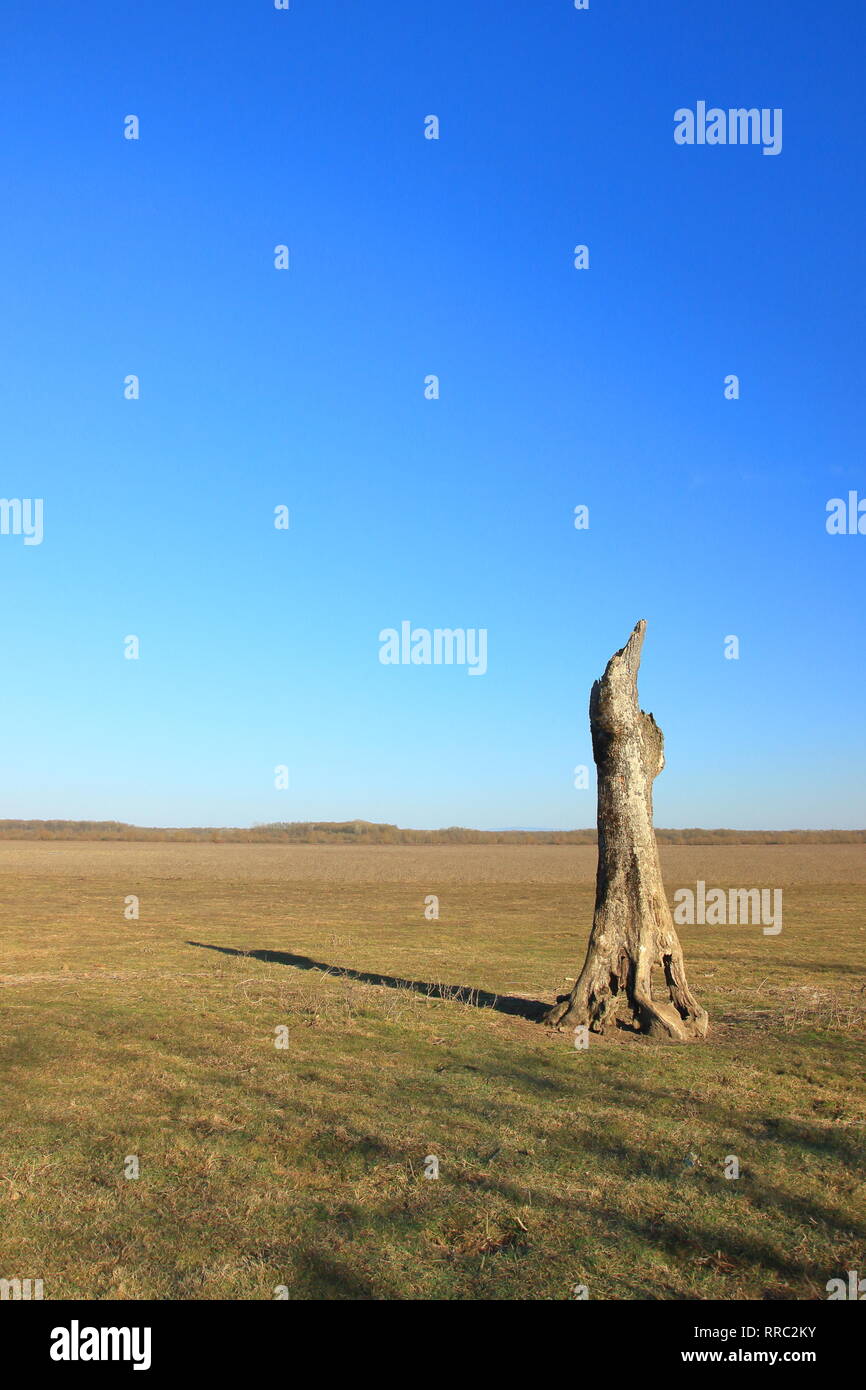 Albero morto sul prato Foto Stock