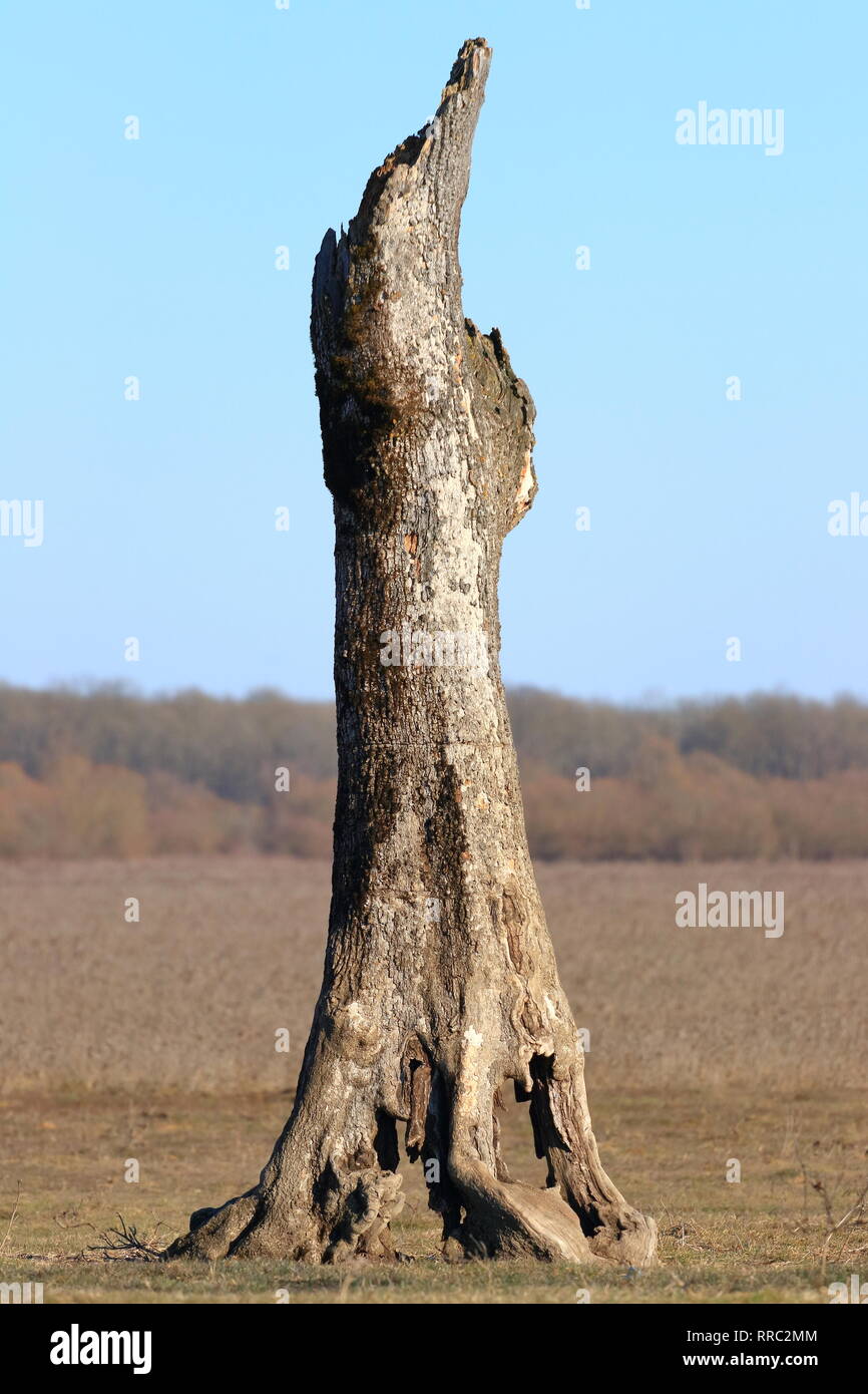 Albero morto sul prato Foto Stock