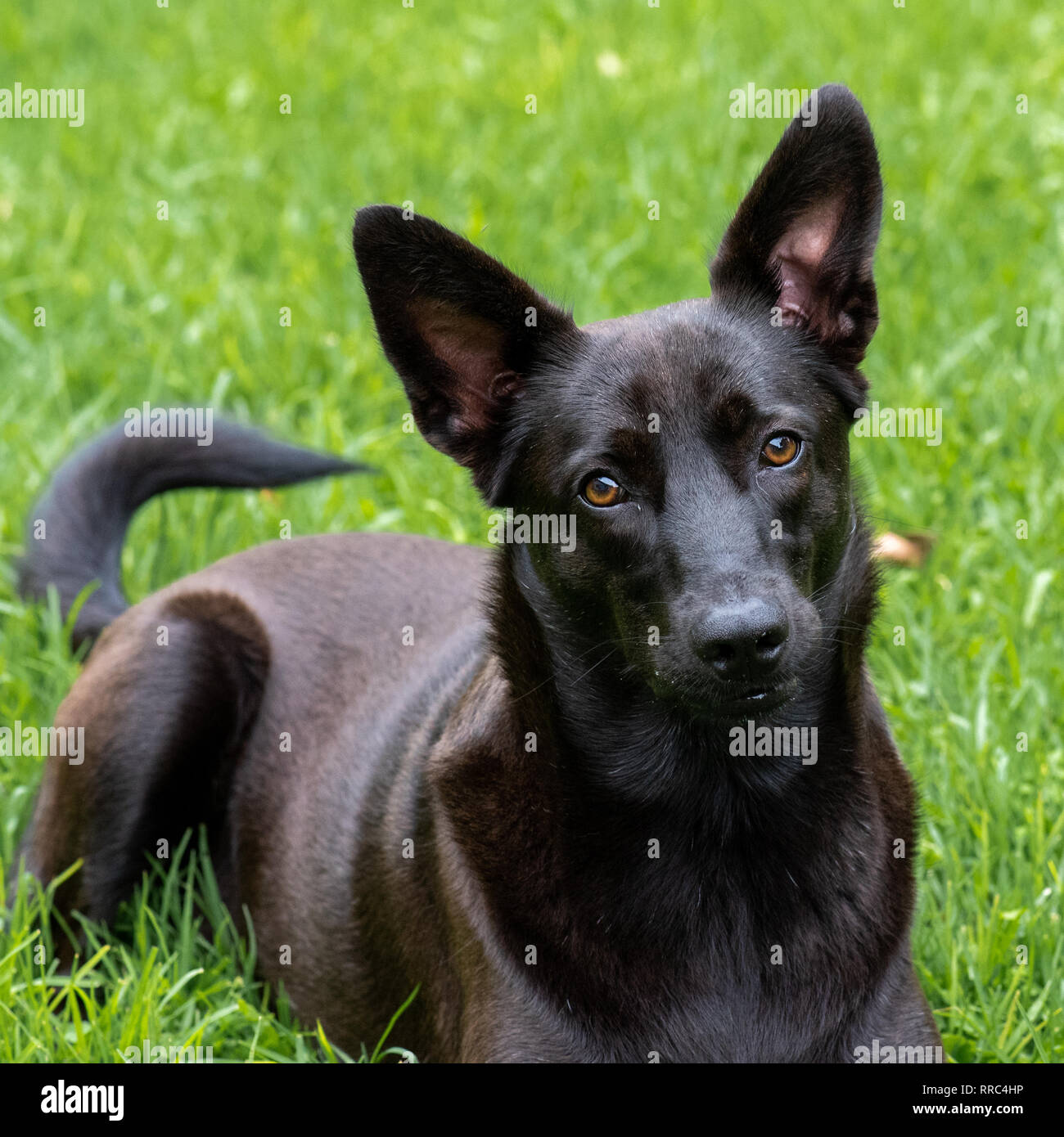 Un ritratto di un x-razza cane, recuperato come un cucciolo. Foto Stock