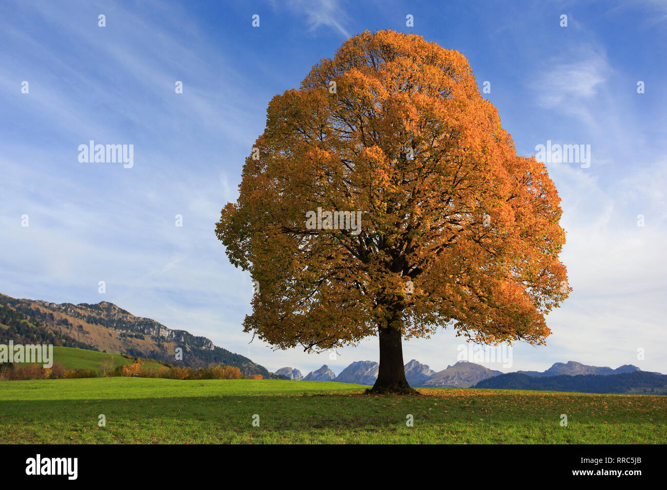 La botanica, calce autunnale, Svizzera, Additional-Rights-Clearance-Info-Not-Available Foto Stock