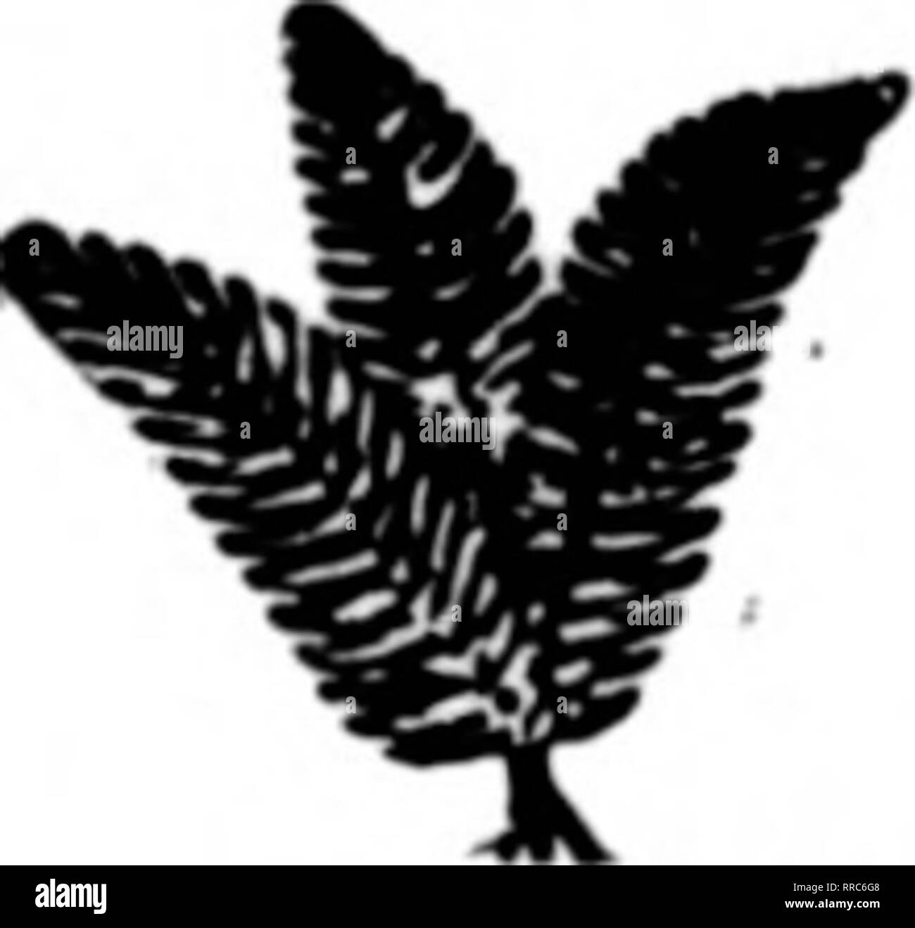 . Fioristi' review [microformati]. Floricoltura. SPHAGf^UM MOSS pulito e asciutto.buona consistenza, grandi balle burlapped, peso circa 26 libbre ciascuno. 10 a 50 balle, 75c ciascuna, F. O. B. Punto città. Sottrarre 8 per cento se avete mandato con l'ordine. I concessionari' ottenere il nostro whplesale parcheggio prezzi; scrivere. Prodotti e garantiti da A. J. AMUNDSON CO., PUNTO CITTÀ, WIS. Menzionare il BeTlew quando yon scrivere. Offerte speciali del foglio NOSS grandi foglie verdi, ben essiccato. Pat fino in borsa. da 10 a 25 libbre' IL NOSTRO PREZZO, lOc PER LbI GALAX VERDE, fresche raccolte, ^^^^-^VaS^^s^okTarKdTs"'^** fantasia e pugnale di felci, di nuove raccolte fresche, •"* •' Foto Stock