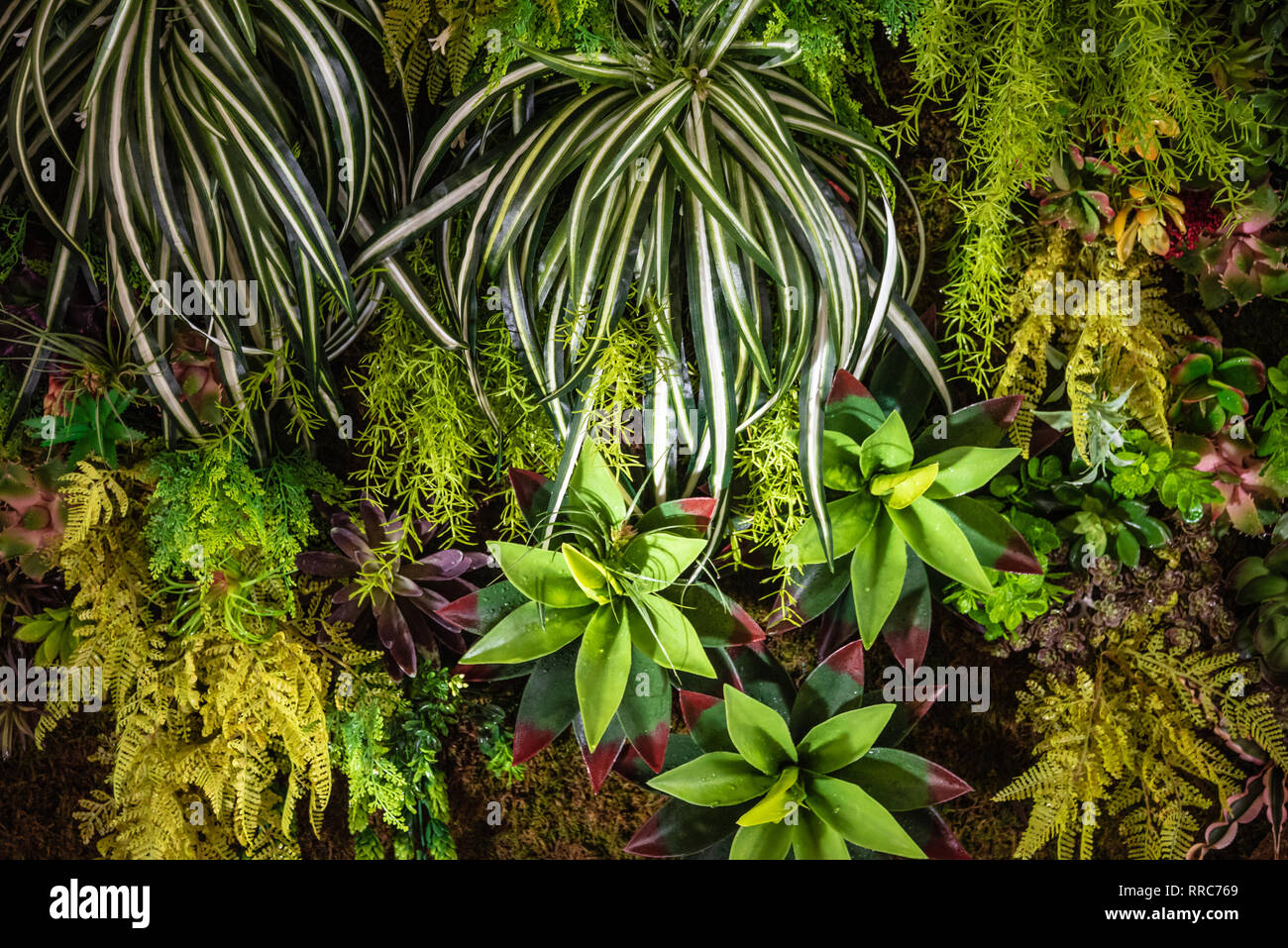 Muro vivente plantscape verticale alla Spianata sulla Worth Avenue a Palm Beach, Florida. (USA) Foto Stock