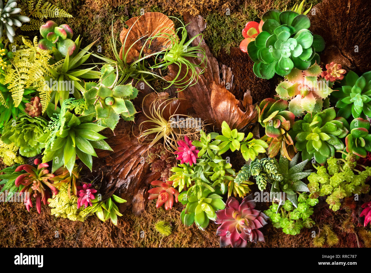 Muro vivente plantscape verticale alla Spianata sulla Worth Avenue a Palm Beach, Florida. (USA) Foto Stock