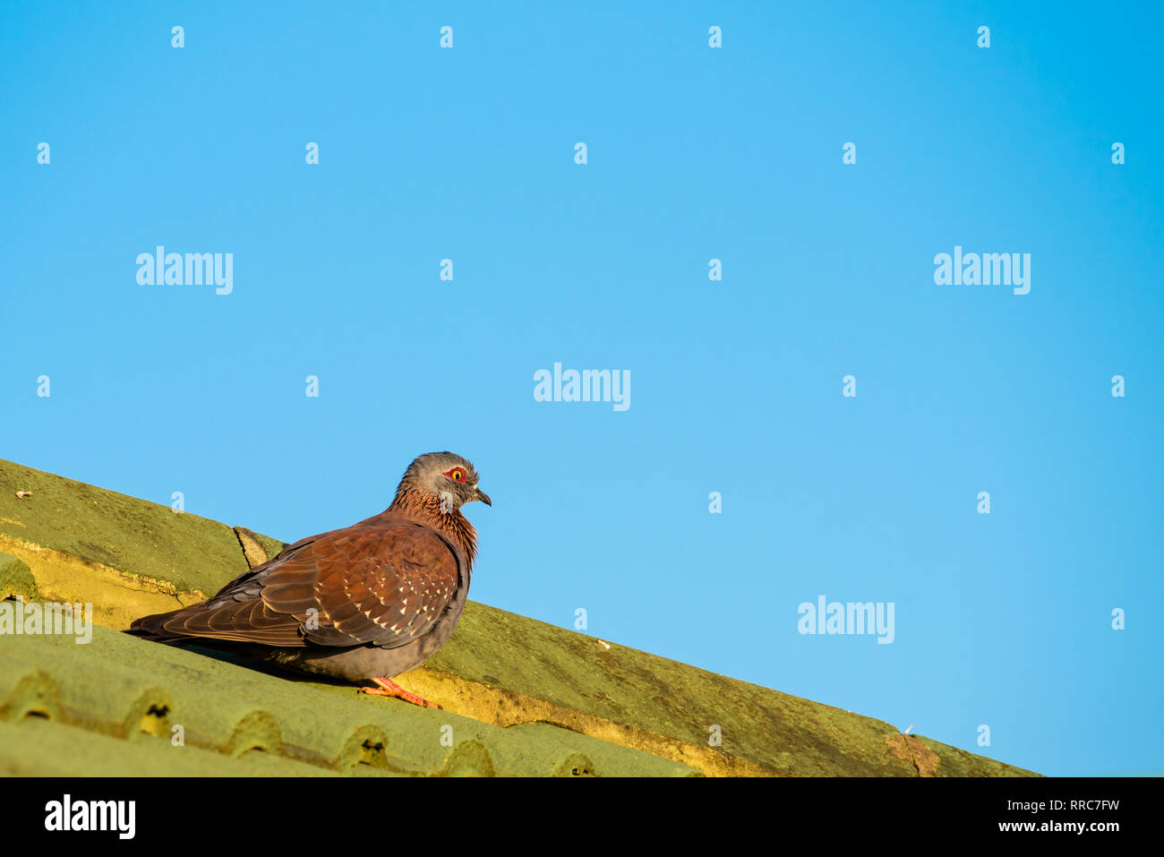 Un piccione di roccia in un ambiente urbano, seduto su un tetto. Columba guinea. Foto Stock