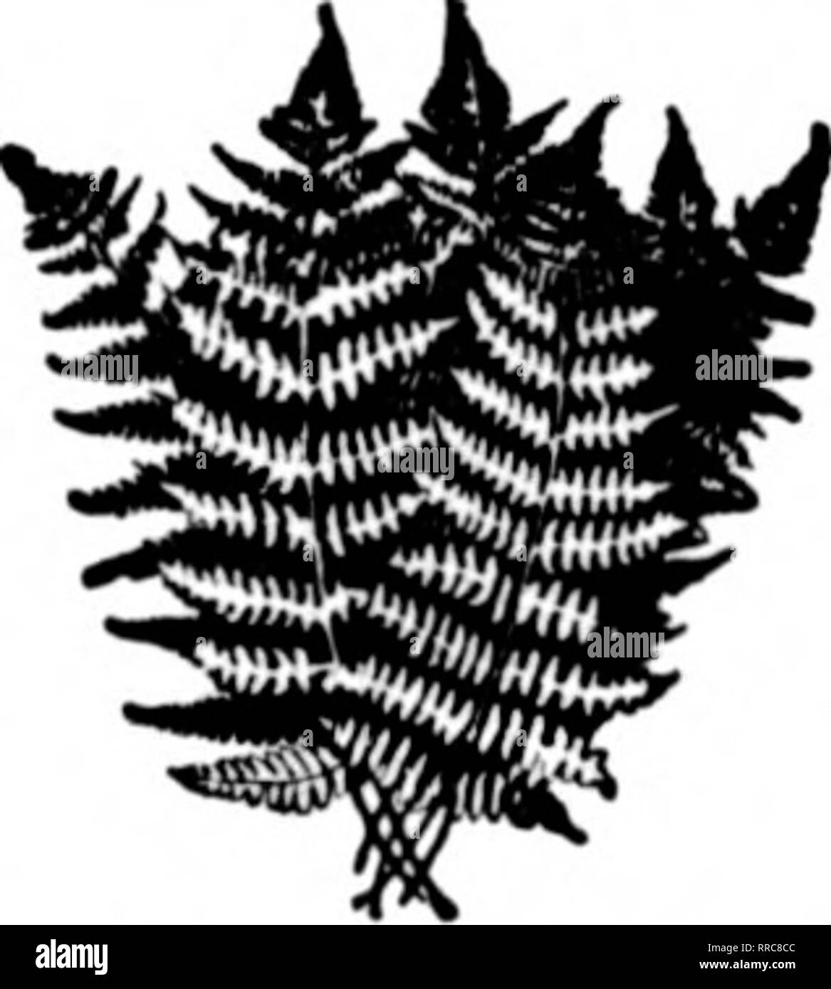 . Fioristi' review [microformati]. Floricoltura. Merci verde ^^, di reale qualità di bronzo e verde, Galax caso 111.0(X) $7.00 Fancy Fern, case o.OUO 7.00 pugnale Fern 5.00 pugnale Fern di migliore qualità e dimensioni, ma non stiamo vendendo veloce come siamo Imying, quindi questo prezzo. Fancy Fern ammenda, loo. Leucothoe verde $2.00, $3.00, $5.00 Abbiamo pack in spha'.;nuni moss e shio in liKlU-peso. realizzata in fabbrica bo.XES. Soddisfazione Kuaianteed. Vogliamo SI PREGA DI VOI E KlNOW COME. Contanti con ordine. Merci verde negozio di alimentazione -:- Newland, N. C. ^fontioIl Till' Hcvlow wlioii yon wrilo. Diretto da th Foto Stock