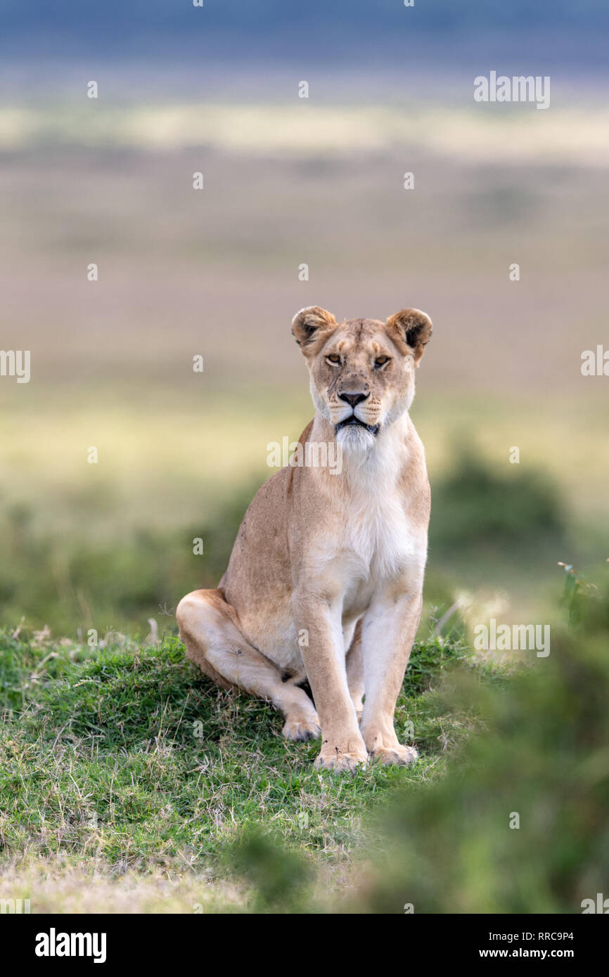 African Lion femmina (Panthera leo) in Kenya, Africa. Elencate come vulnerabili sulla Rossa IUCN Lilst Status. Foto Stock