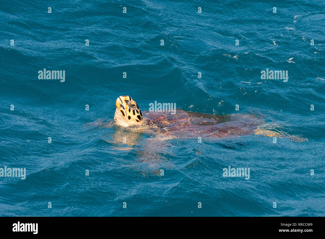 Hawksbill tartaruga di mare (Eretmochelys imbricata). Solo per adulti di sesso femminile le tartarughe vengono a riva, facendo così per deporre le uova. Questa è la più piccola della marina Foto Stock