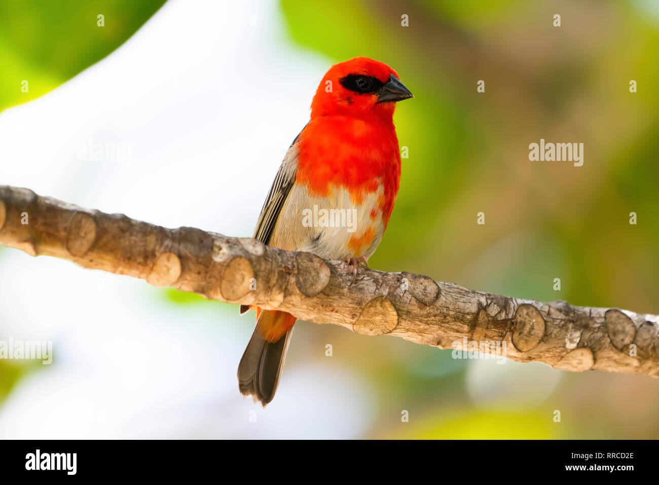 Fody comune. Maschio. Comune, o Fody rosso (Foudia madagascariensis) su un ramo. Fotografato il Bird Island Seychelles. Nel mese di ottobre Foto Stock