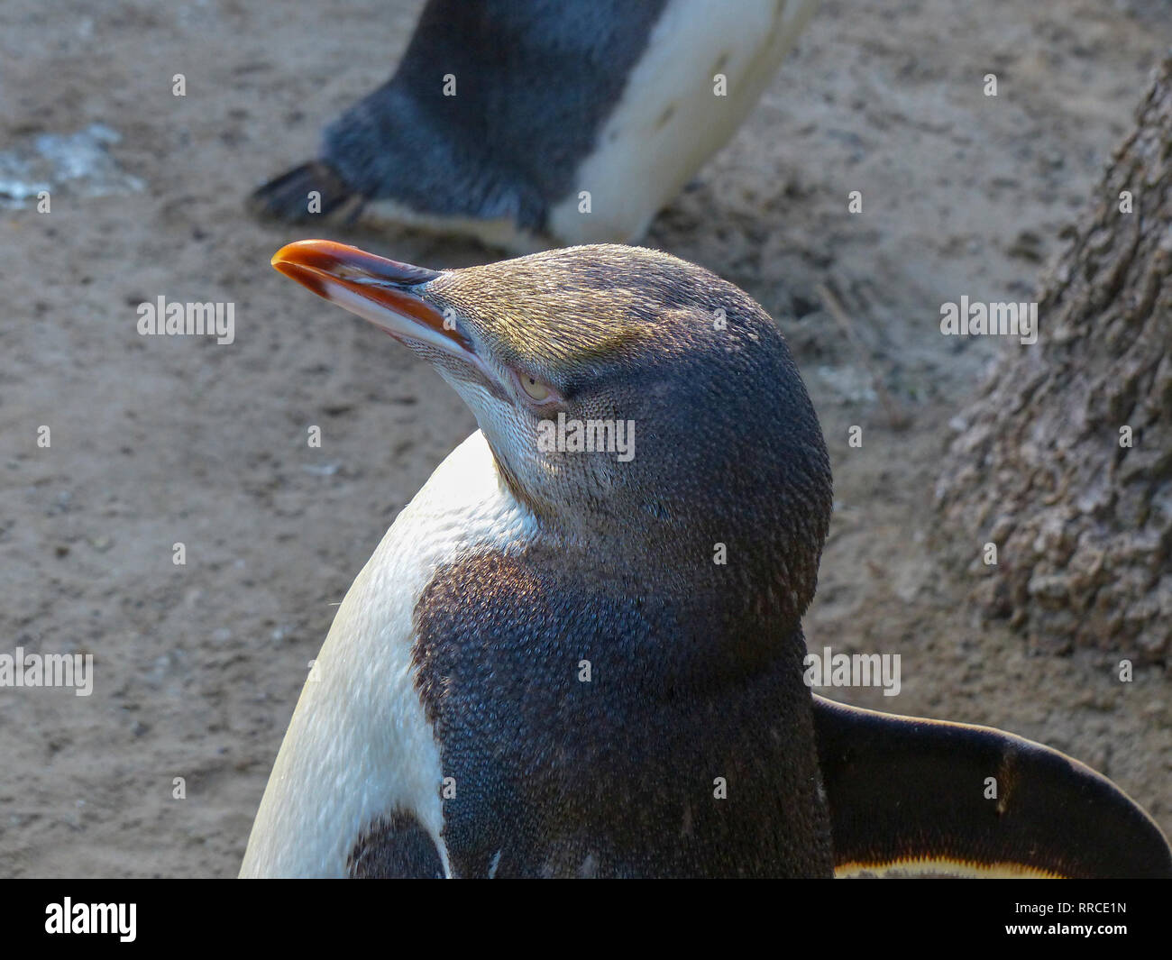 Giallo-eyed penguin (Megadyptes antipodes), Dunedin, Otago, South Island, in Nuova Zelanda, Foto Stock