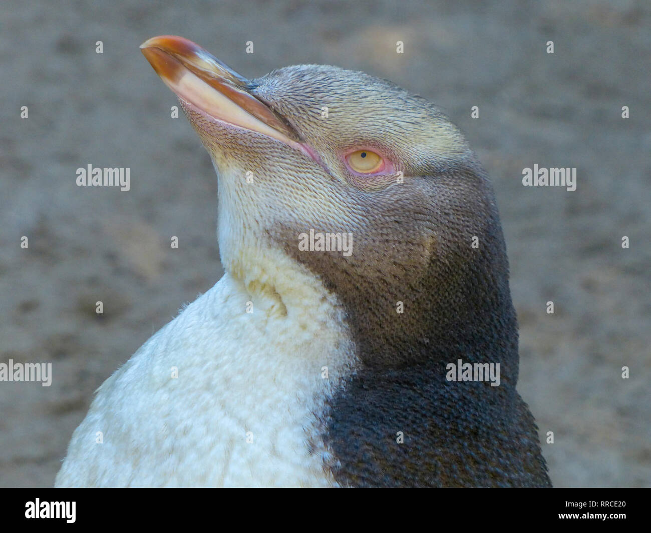 Giallo-eyed penguin (Megadyptes antipodes), Dunedin, Otago, South Island, in Nuova Zelanda, Foto Stock