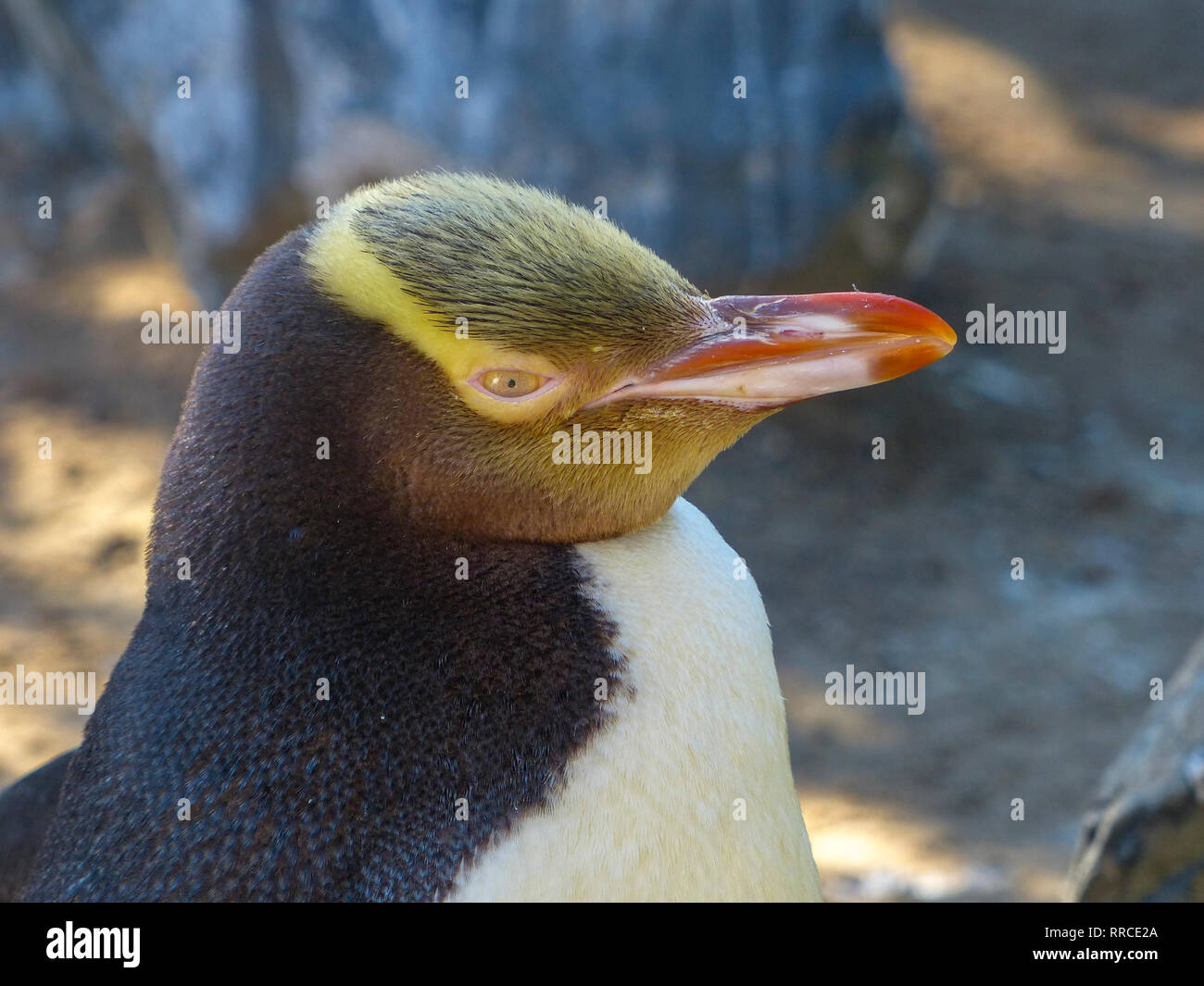 Giallo-eyed penguin (Megadyptes antipodes), Dunedin, Otago, South Island, in Nuova Zelanda, Foto Stock