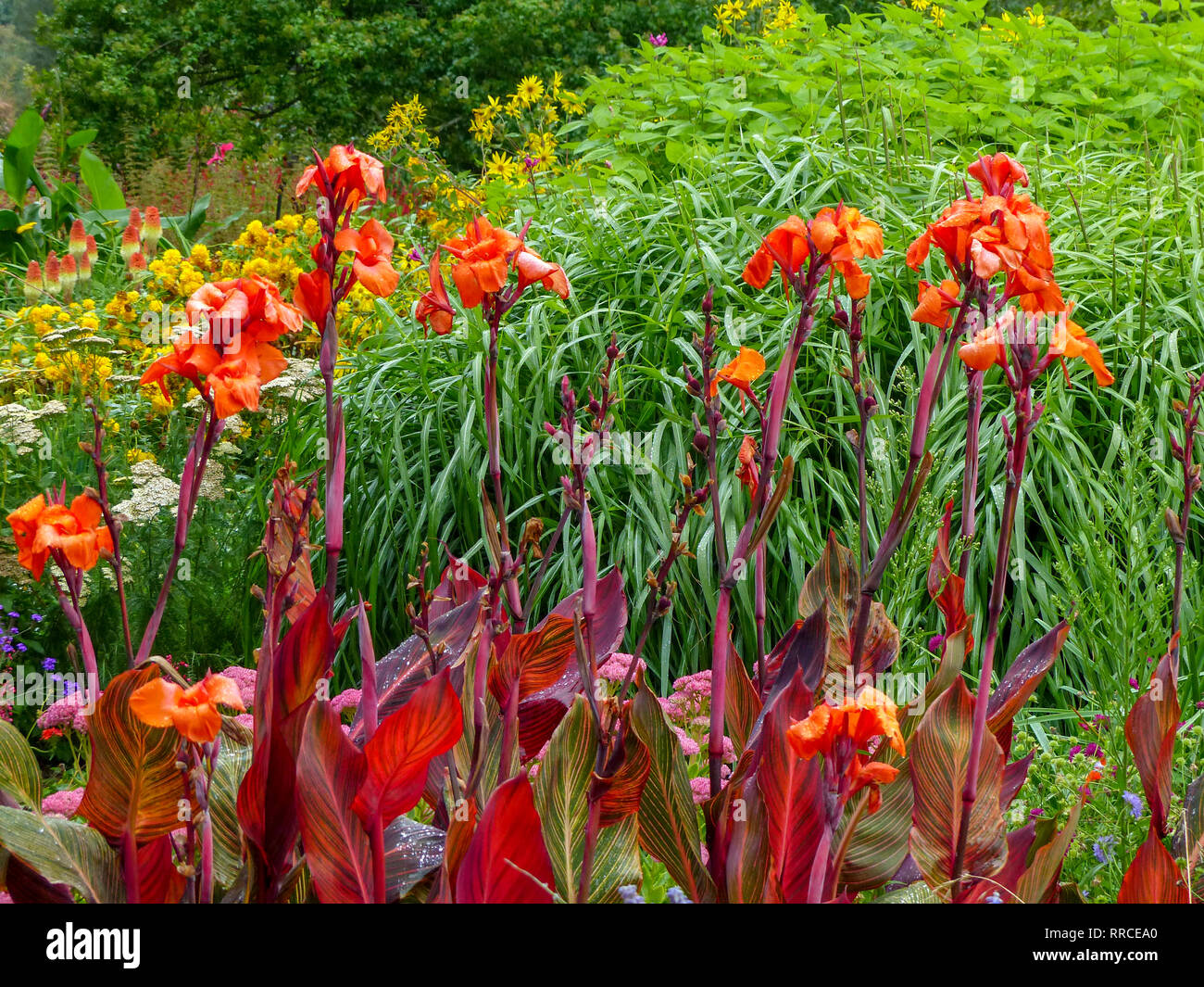 Red Canna (anche Canna Lily) Giardino Botanico, Christchurch, Isola del Sud, Nuova Zelanda Foto Stock