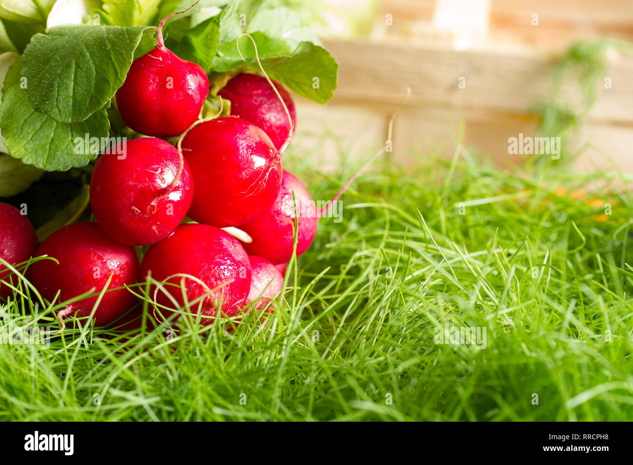 La molla crudo fresco di verdura biologica la raccolta in giardino Foto Stock