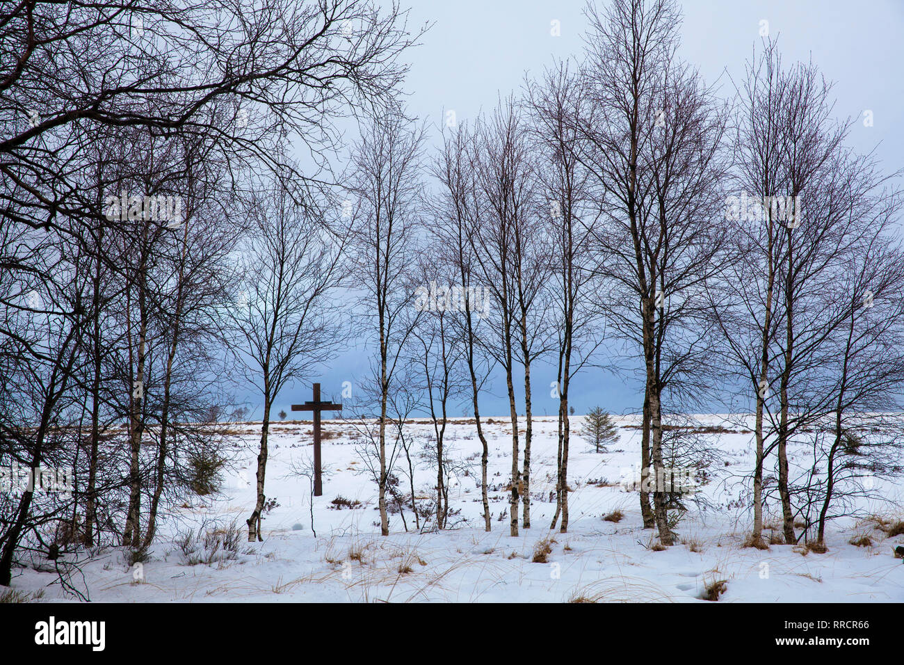 L'inverno in Alta moor Hautes Fagnes, roverella betulle e una croce vicino Baraque Michel, Belgio, Europa. Inverno Hochmoor im Hohes Venn, Moorbirken und Kreu Foto Stock