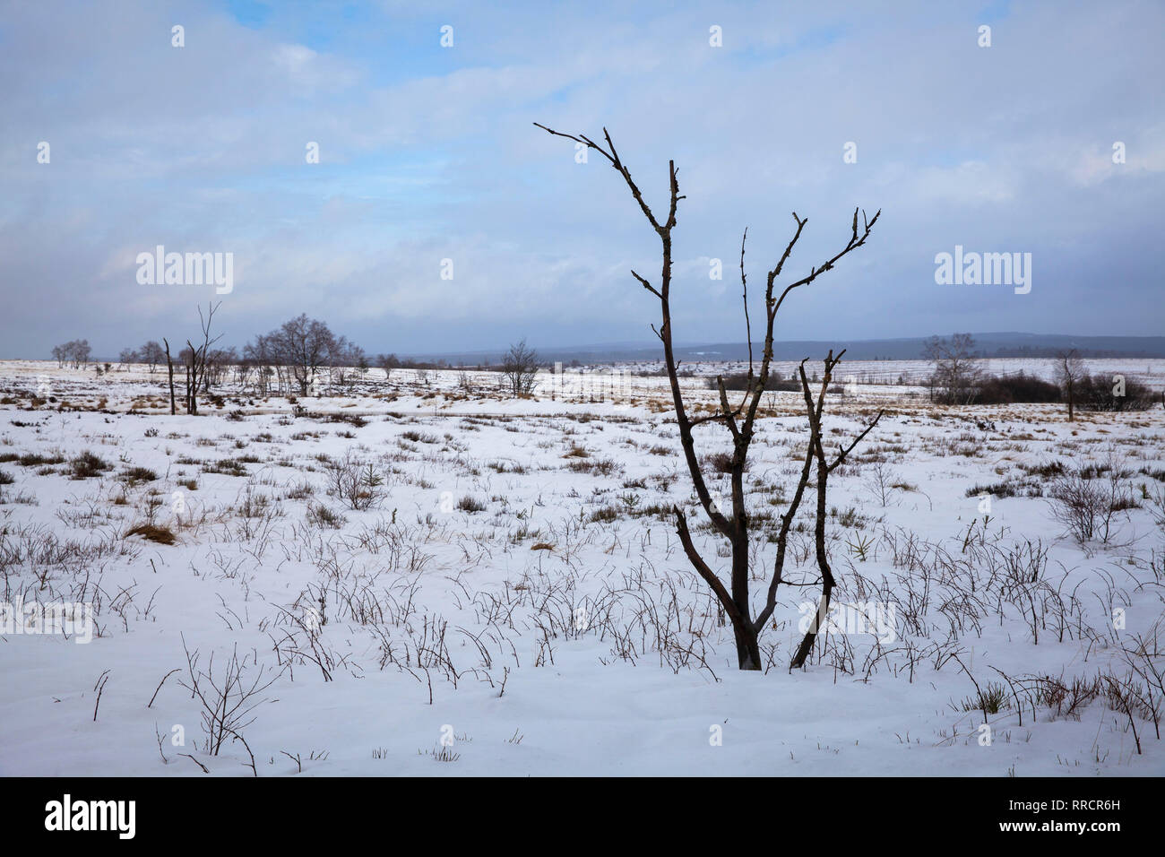 L'inverno in Alta moor Hautes Fagnes, Belgio, Europa. Inverno Hochmoor im Hohes Venn, Belgien, Europa. Foto Stock