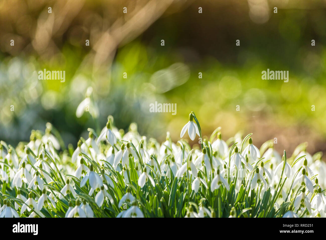 Snowdrops nella luce solare, profondità di campo, sfondo bokeh di fondo Foto Stock