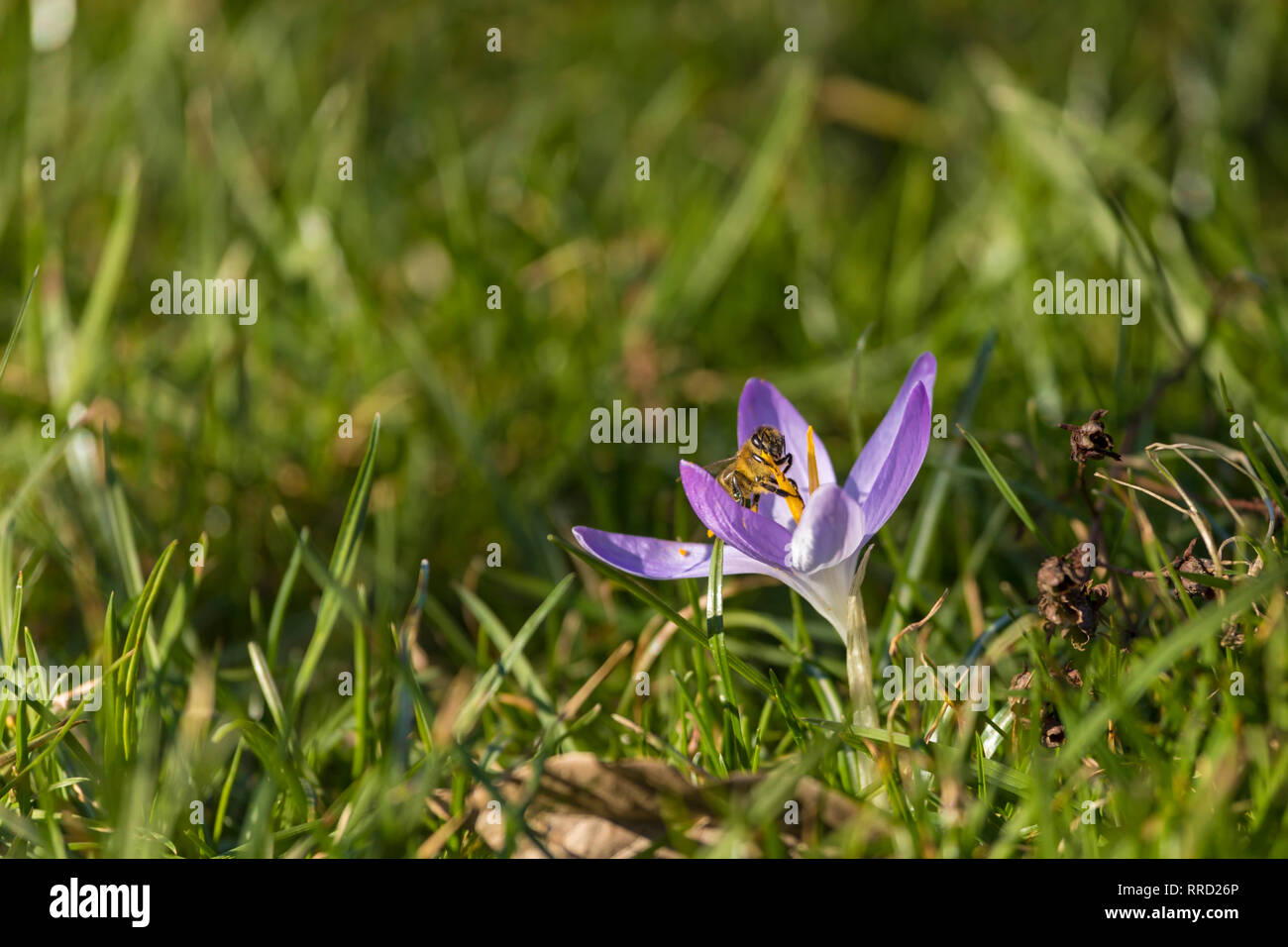 Bee raccogliendo polen dal Crocus fiore in un giardino Foto Stock