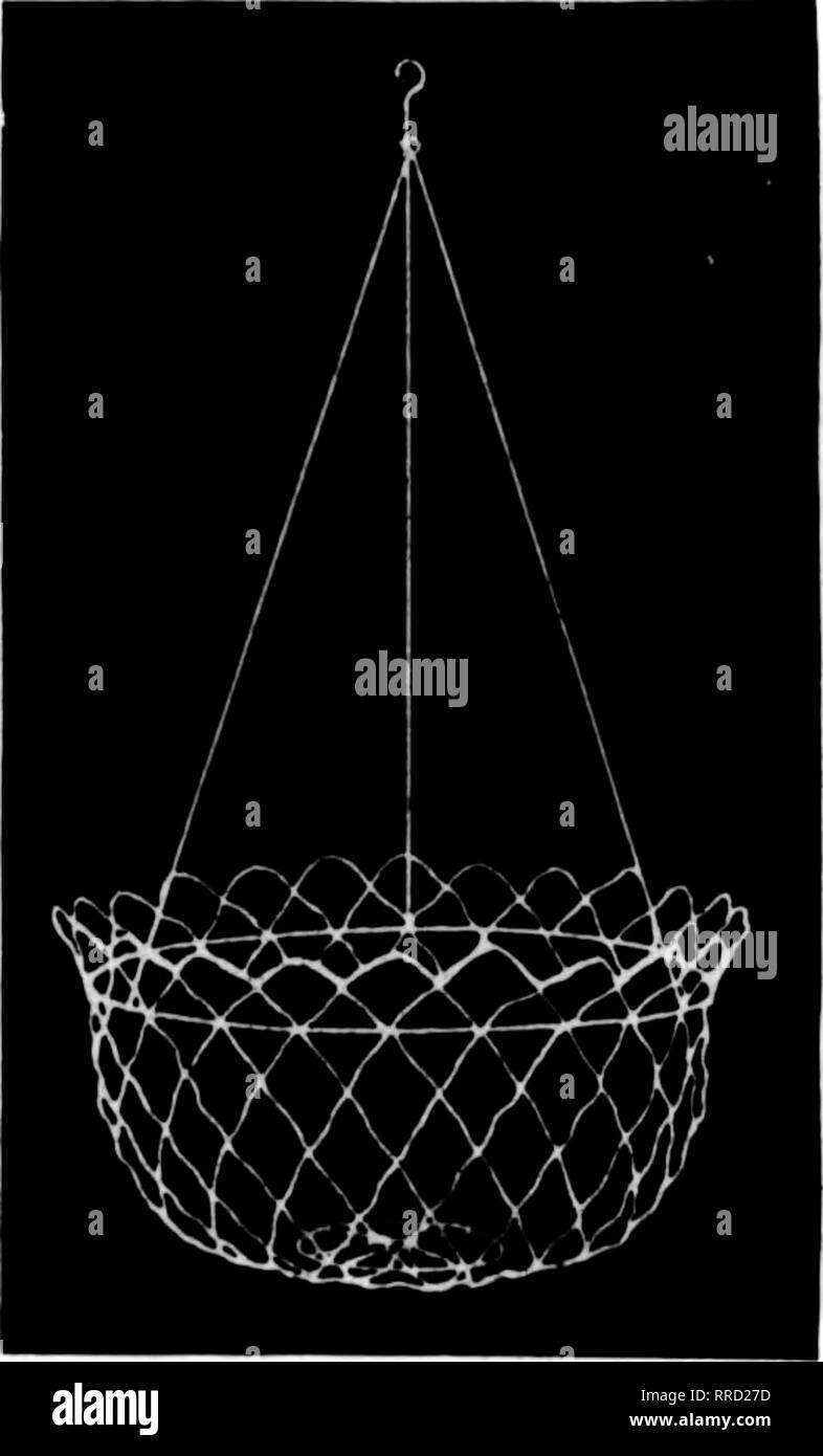. Fioristi' review [microformati]. Floricoltura. 104 L' Rorists Review Mat 26, 1921 yi KTOi filo normale nei cestini appesi ben fatta tipo. Dipinto, legate con filo zincato 6 alla dozzina di tasso, 50 a centinaia di tasso per Doz. Per 100 10 pollici .$2.25 $16.00 12 pollici 2.50 20.00 14 pollici 3,25 25.00 16 pollici 4.25 32.00 ADEEM CUEET UACC lonq fogli verde anCCN allCCl RIU9" per appendere cesti per sacchetto $2.00 10 sacchetti $17.50 Michigan fiori recisi Exchange 1452 RANDOLPH STREET DETROIT, Mich. La mostra annuale di rododendri e azalee e hardy iris si terrà presso Horticultural Hall, giugno 4 e 5. Queste date Foto Stock