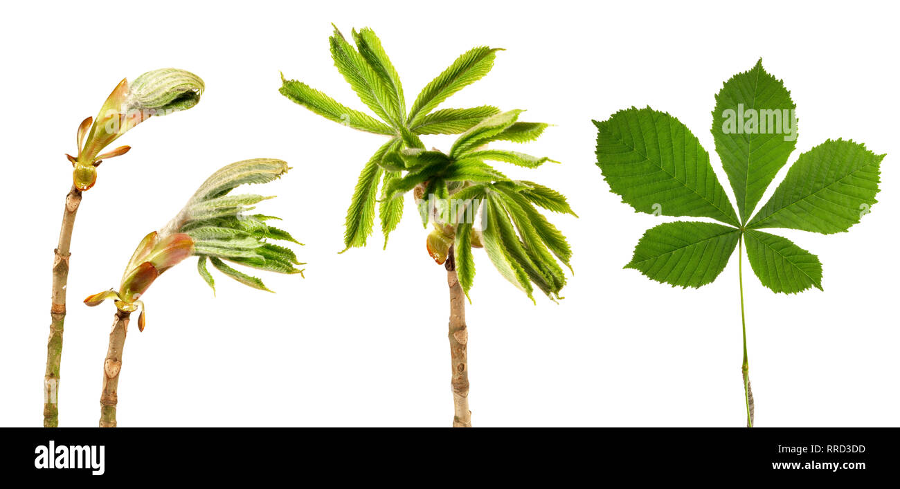 Impianto di lasciare il processo di sviluppo su sfondo bianco - Panorama Foto Stock