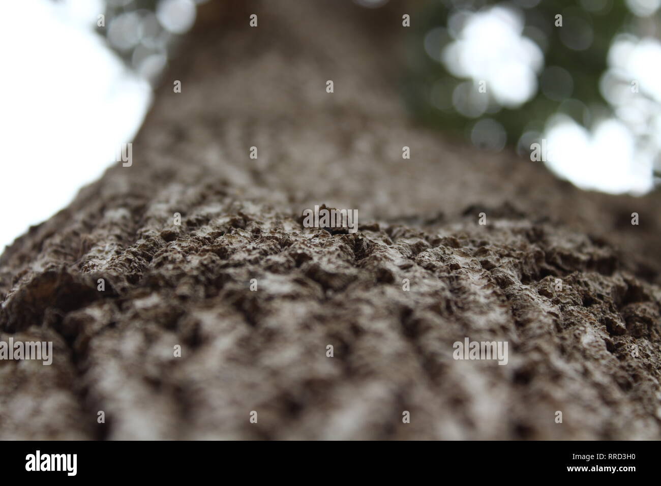 Bellissimo albero, la natura, la vita selvatica Foto Stock