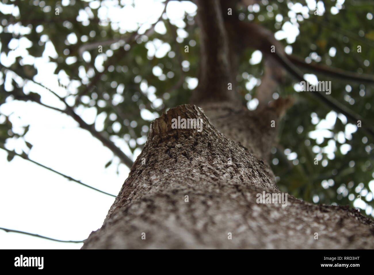 Bellissimo albero, la natura, la vita selvatica Foto Stock