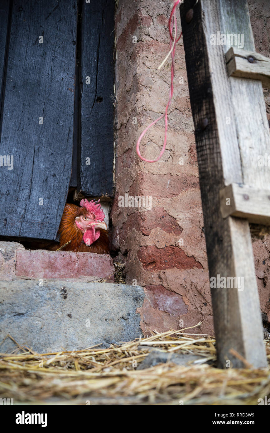 Pollo in cortile,campo agricolo, Pollo - Bird, gallina, UK, agricoltura, animali, animale parte del corpo, testa di animale, marrone, vicino a, Close-up, Foto Stock