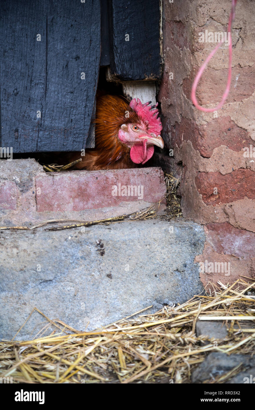 Pollo in cortile,campo agricolo, Pollo - Bird, gallina, UK, agricoltura, animali, animale parte del corpo, testa di animale, marrone, vicino a, Close-up, Foto Stock