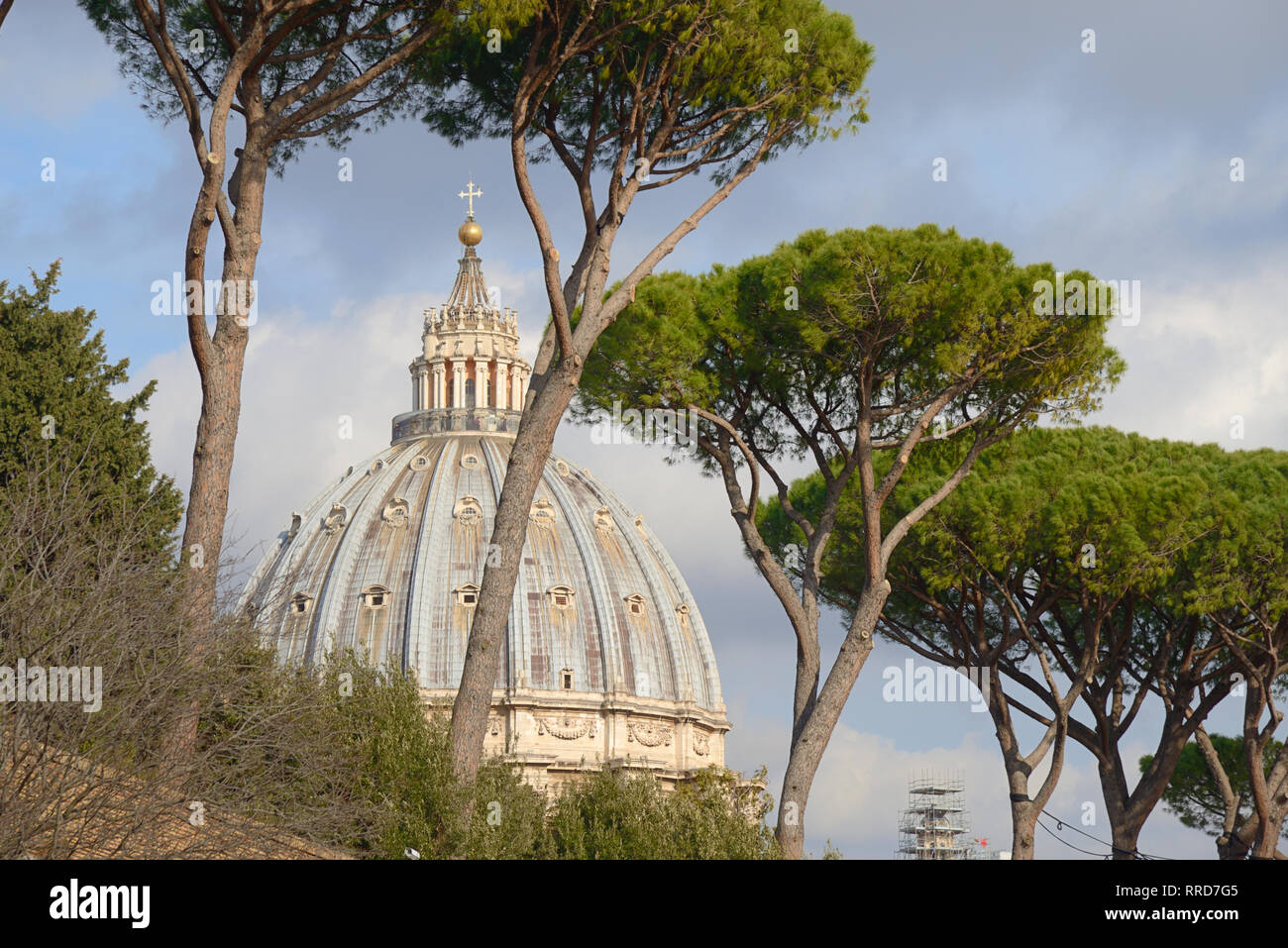 La cupola della Basilica di San Pietro incorniciata da pini marittimi o lapideo italiano di alberi di pino, Pinus pinea Foto Stock