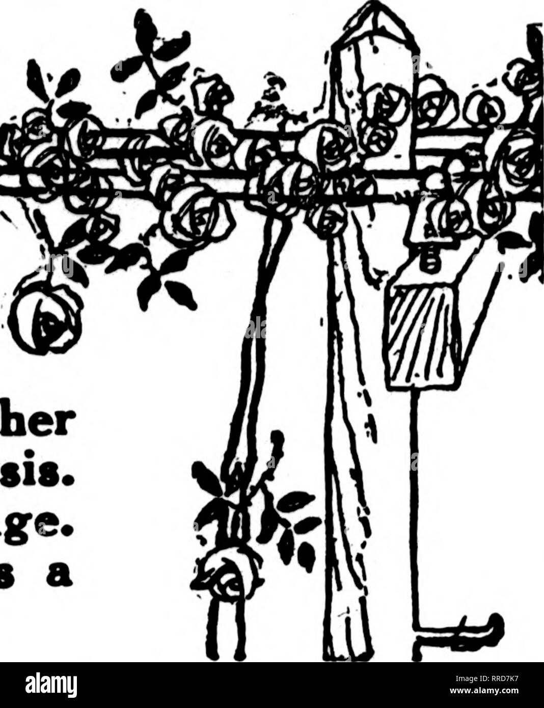 . Fioristi' review [microformati]. Floricoltura. Fioristi le cui card appaiono nella parte rosa dei fioristi' Review sono preparati per compilare gli ordini da altri fioristi, per il recapito locale, sulla base usuale. Vedere indice per città sui seguenti: pagina. Se la città non è rappresentata, è presente una speciale buone opportunità per voi.. jiiiiiiiiiiiiiiiiiiiiiiiiiiiiiiiiiiiiiiiiiiiiiiiiiiiiiiiiniiiiiiiiiiiiiiiiiiiiiiiiiiiiiiiiiiiiiiiNiiiiniiiiiiiiiHiiiiiiiiiiiiiiiiiiiiiiiiiiiiiiiiiiiiiiiiiiii'£ mi Attradlion speciale offerto io ho a tutti i fiorini' Club-gratis i s abbiamo fatto due cento e cinquanta Lan Foto Stock