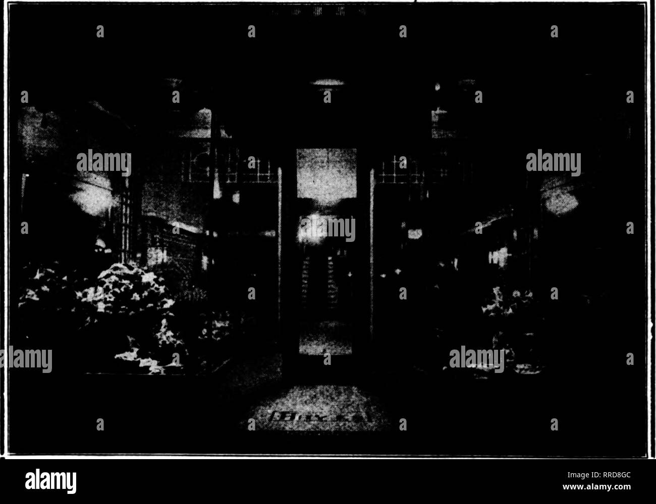 . Fioristi' review [microformati]. Floricoltura. HILL SU ROSES ^^I^^a"WS&lt;Sf?{BWW^&lt;l^^ (continua da una pa avanti^e.) venduto un buon numero di esso." Ho chiesto, "Come molti puoi farmi avere?" ha detto, "Bene, non sto andando a consentono di prendere tutto quello che ho. Devo mantenere alcuni per il mio commercio." ho detto, "Quanti? Torniamo agli affari." Ha detto, "circa 300." Ero il più felice fel- bassa in tutto il mondo quando ho ottenuto quelle 300 qui sopra. Ma che cosa ne pensate? Qualcuno ha messo J. D. Eisele su di essa e Dreer ha avuto nel loro catalogo, in modo che ho messo Ofelia sul Foto Stock
