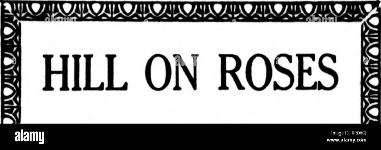 . Fioristi' review [microformati]. Floricoltura. Jhe florUts le cui card appaiono sulle pagine di trasportare questa testa, sono preparati a pinna oiden  da altri fioristi per il recapito locale sulla base usuale. --- Indice Parte Rosa appare questa settimana su pagine 95 e 96. HILL SU ROSES ^^I^^a"WS&lt;Sf?{BWW^&lt;l^^ (continua da una pa avanti^e.) venduto un buon numero di esso." Ho chiesto, "Come molti puoi farmi avere?" ha detto, "Bene, non sto andando a consentono di prendere tutto quello che ho. Devo mantenere alcuni per il mio commercio." ho detto, "Quanti? Torniamo agli affari." Ha detto, "Abo Foto Stock