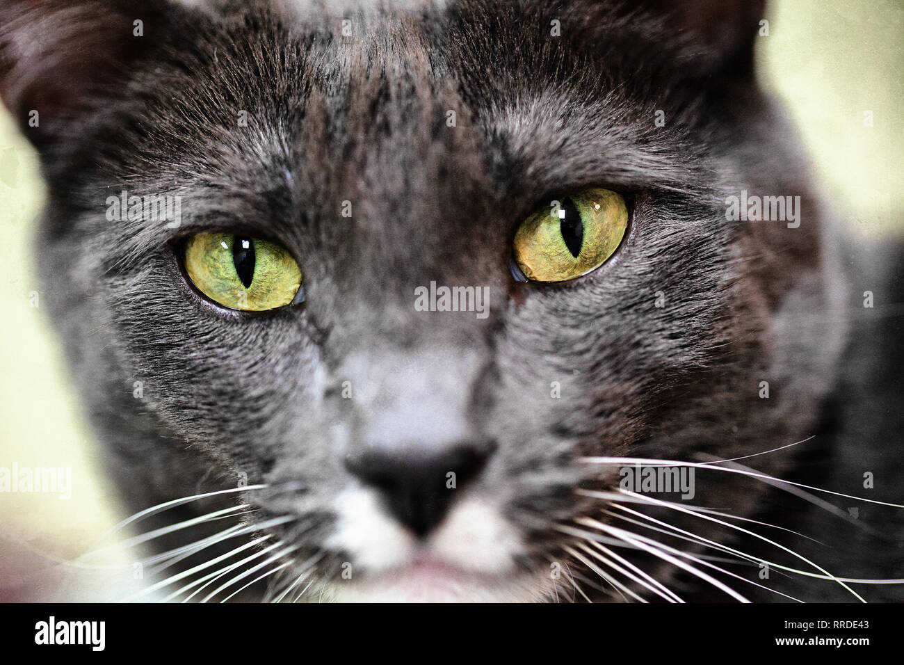 Ritratto di un purosangue grigio tabby cat con chiazza bianca sul petto con giallo verde occhi Foto Stock
