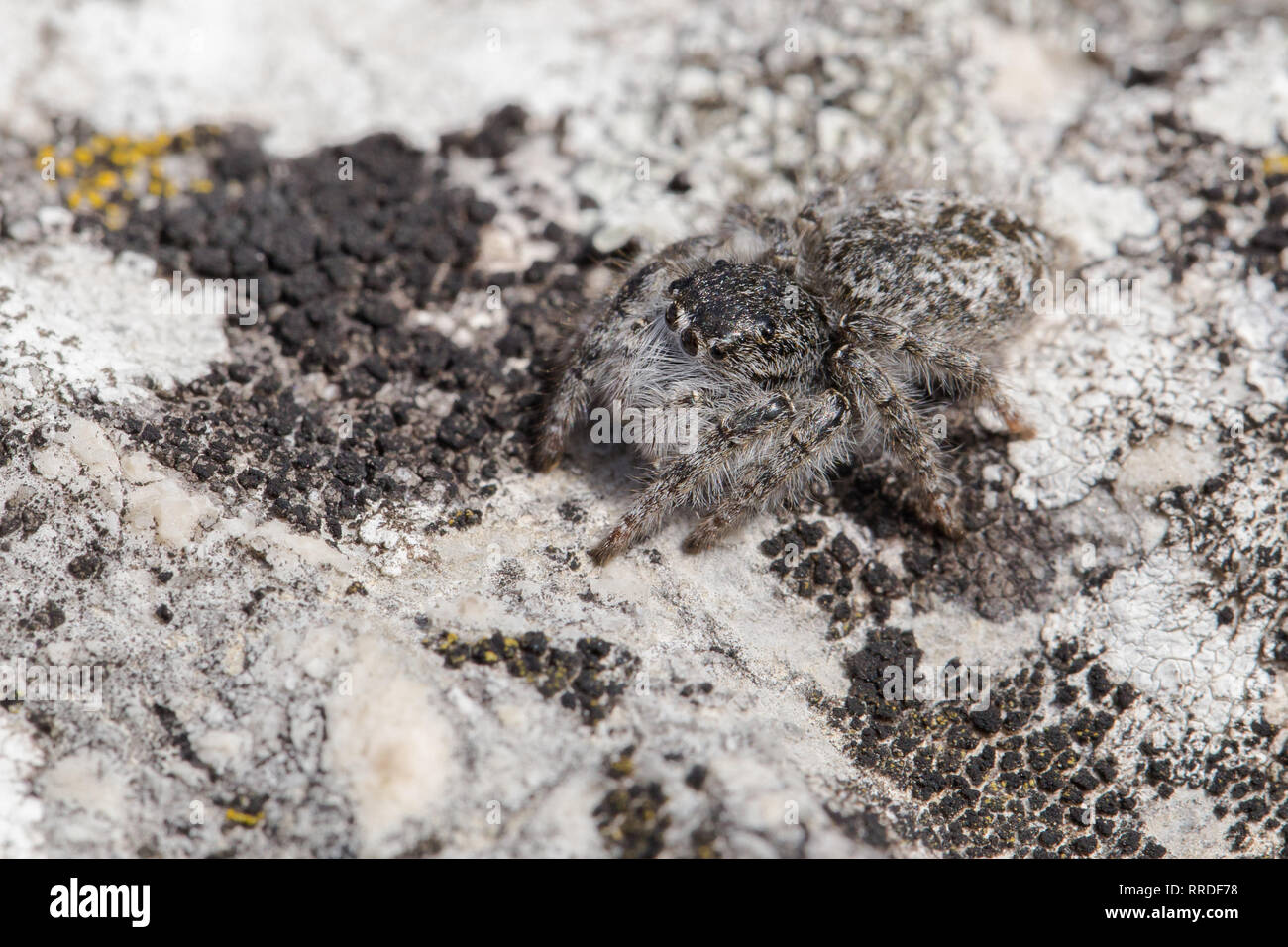 Jumping spider Philaeus chrysops in Repubblica Ceca Foto Stock