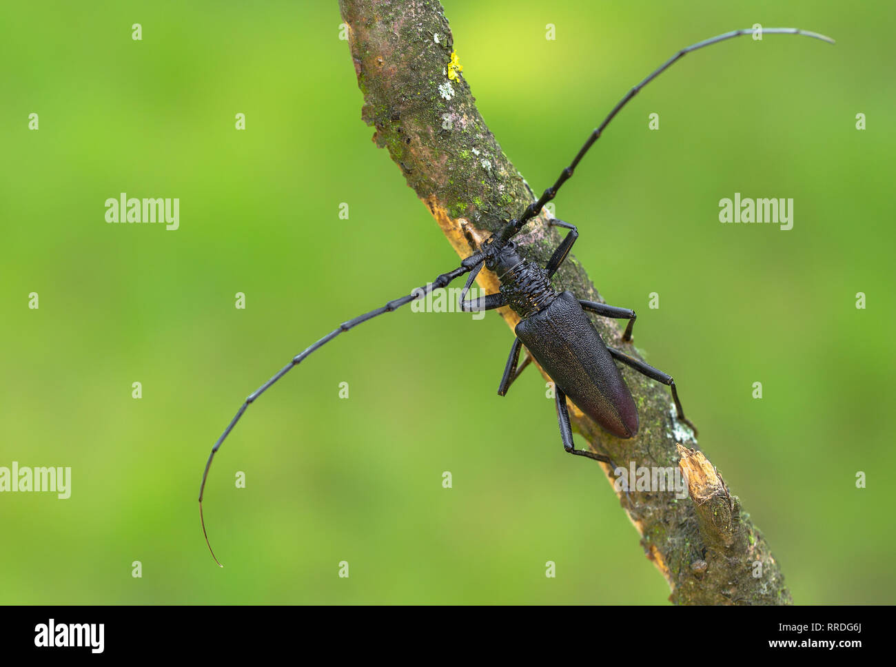 Longhorn beetle Cerambyx cerdo in Repubblica Ceca Foto Stock