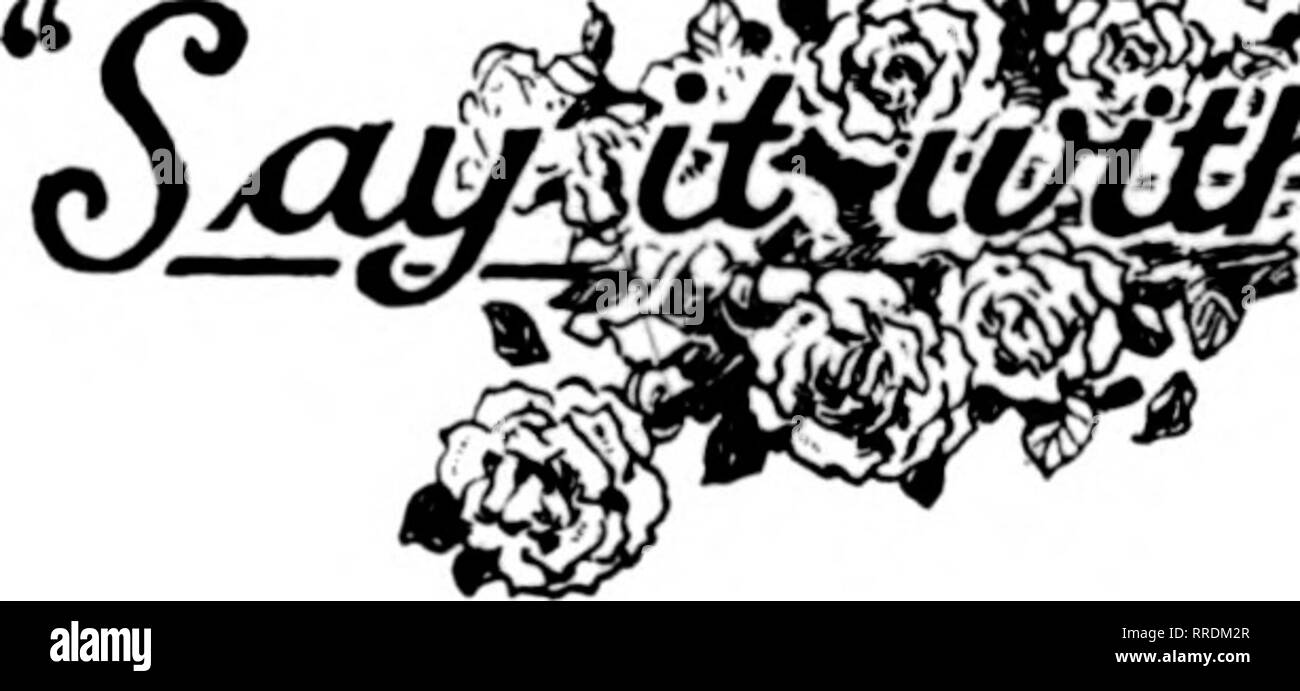 . Fioristi' review [microformati]. Floricoltura. Invio di un regalo di fiori c^ -piante in fiore o fiori recisi tastily disposti in cesti regalo avente il distintivo di qualità davvero gradito al destinatario. Si tratta di un ideale cordiale saluto e un intimo dono personale come bene. Allegria natalizia e fiorito sono sinonimo. altrimenti sarebbe stata fuori shopping che giorno e privare i fioristi del contatore molto commerciale. Alcuni quartieri sono stati migliori favorita e fioristi in quei luoghi sperimentato buone vendite in contanti e un po' di difficoltà nella consegna degli ordini. Da quelle sezioni relazioni della vacanza della business Foto Stock