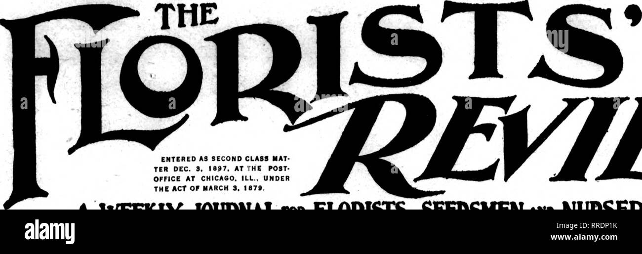 . Fioristi' review [microformati]. Floricoltura. rxA^io- v^ i'UH£. 10 centesimi la copia abbonamenti $2.00 mi per ciascun orecchio è entrato A3 SECONDA CLASSE HAT TER DEC. 9. 1897, al post- Ufficio a Chicago. ILL., UNDE LA LEGGE DEL MARZO 3. ie7B ^7^ pollici pentole, $L(i.00 per Lou. Ciclamino, Poinsettias, Primulas e altre piante. Vedere classificati colonne romane, J. IRWIN, 43 W. 18th St., New York City ciclamino pronti ora a n. 1 stock seguenti varietà: Brillante, rosso sangue, Xmas Red, Wandsbek, Rose e mi.sso, 2'.t-pollice a 100. SIO.OO :! pollici per 100. $16.00 4 pollici, miscelati solo per 100 $30.00 BEGONIE Per 100 al looo Foto Stock