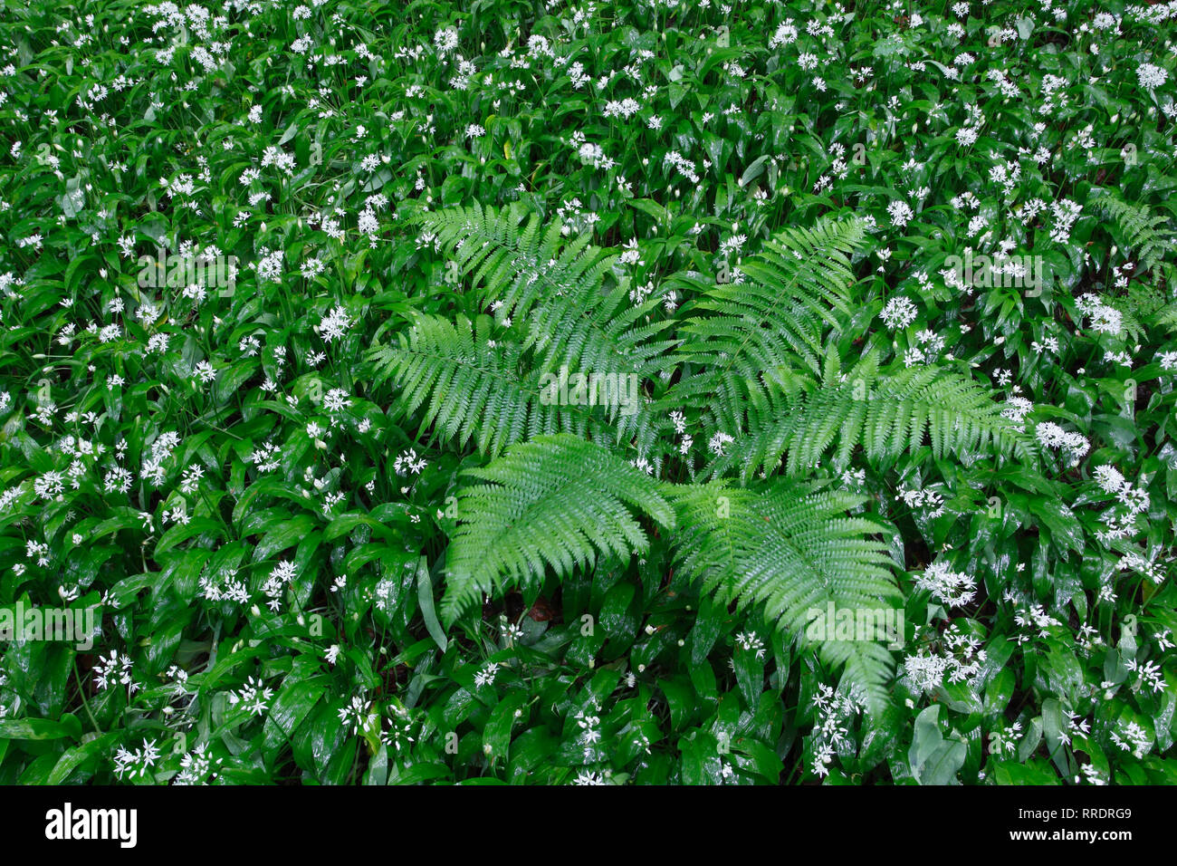 La botanica, freno e l'aglio orsino, aglio selvatico, ramson, Svizzera, Additional-Rights-Clearance-Info-Not-Available Foto Stock