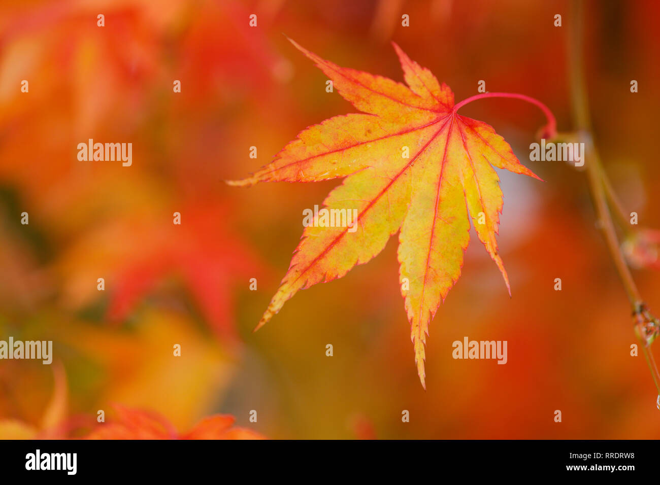 La botanica, foglie di autunno di un albero di acero, Additional-Rights-Clearance-Info-Not-Available Foto Stock