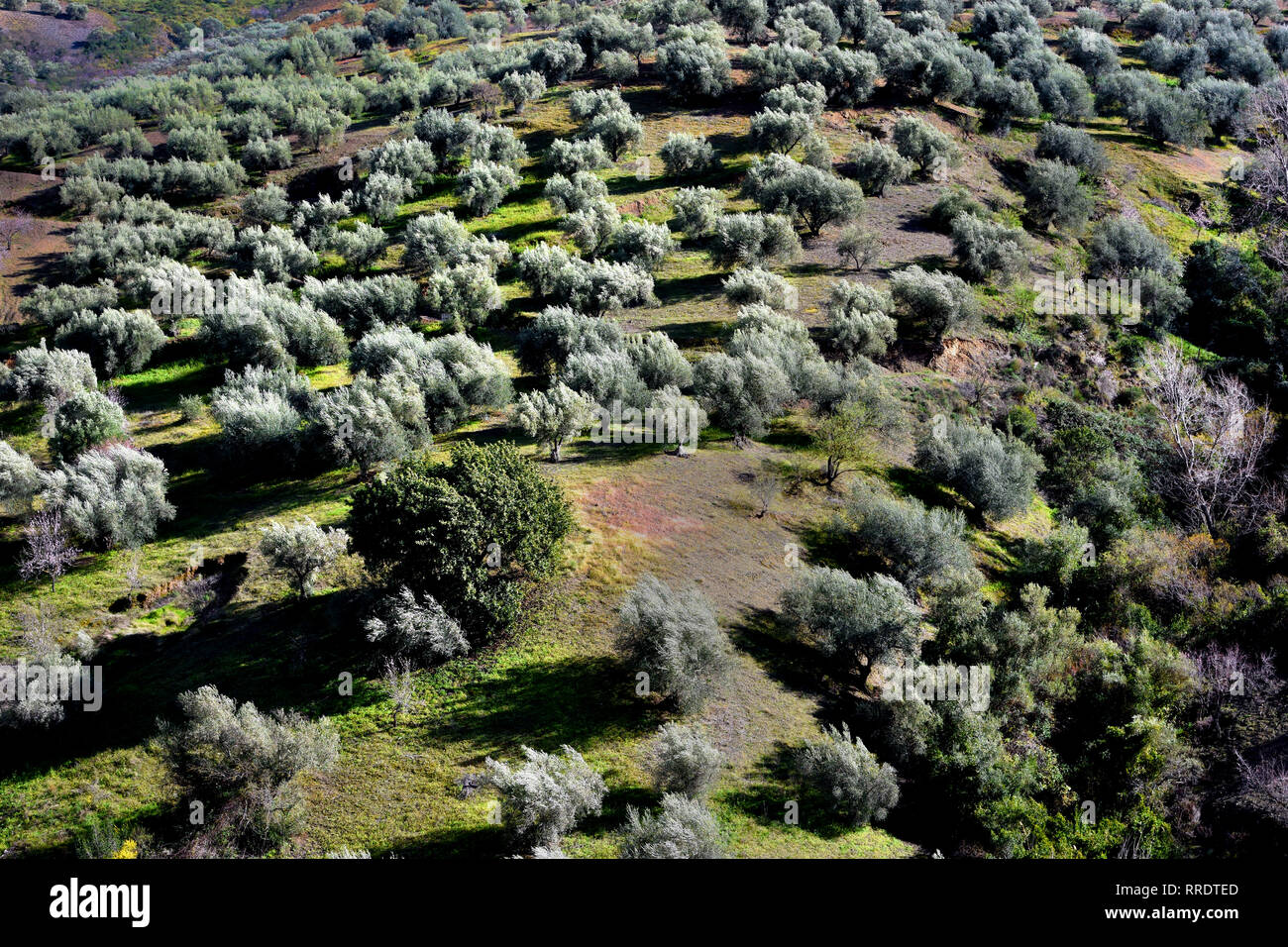 Alberi di olivo in Andalusia Spagna spagnolo Montagne Paesaggio sun Foto Stock