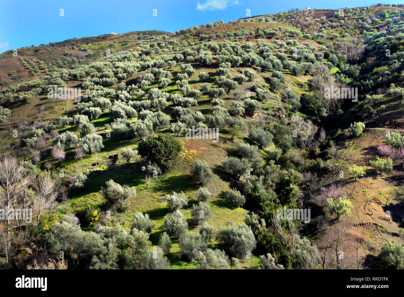 Alberi di olivo in Andalusia Spagna spagnolo Montagne Paesaggio sun Foto Stock