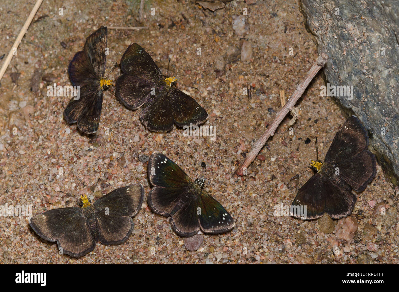 Golden-headed, Scallopwings Staphylus RAA, Sootywing comune, Pholisora Catullo, fango-copertura, tutti maschi Foto Stock
