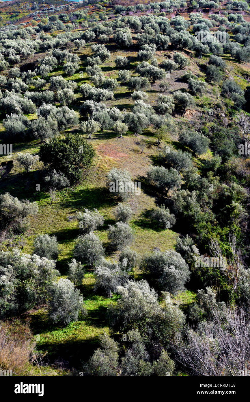 Alberi di olivo in Andalusia Spagna spagnolo Montagne Paesaggio sun Foto Stock
