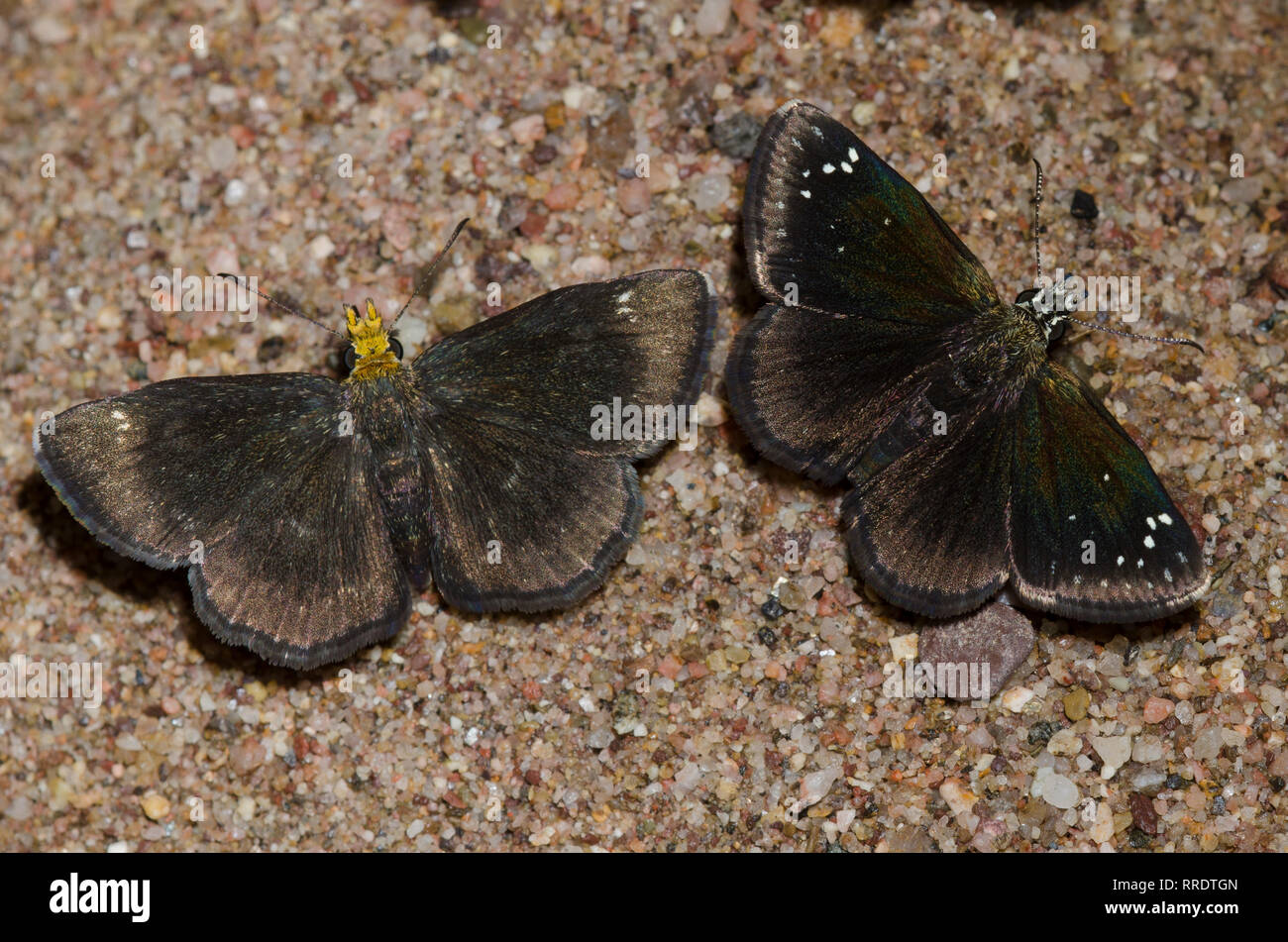 Golden-headed, Scallopwing Staphylus RAA, Sootywing comune, Pholisora Catullo, fango-copertura, entrambi maschi Foto Stock