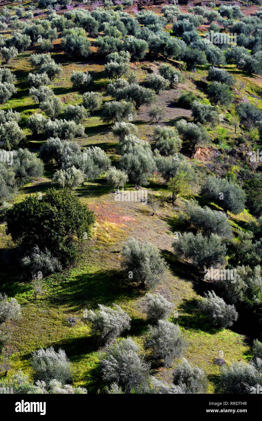 Alberi di olivo in Andalusia Spagna spagnolo Montagne Paesaggio sun Foto Stock