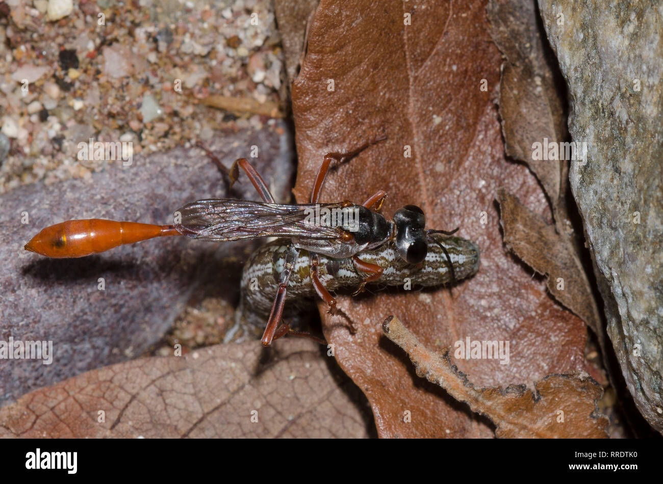 Thread-cintata Wasp, Ammophila sp., alaggio paralizzato Owlet Moth, Famiglia Noctuidae, larva Foto Stock