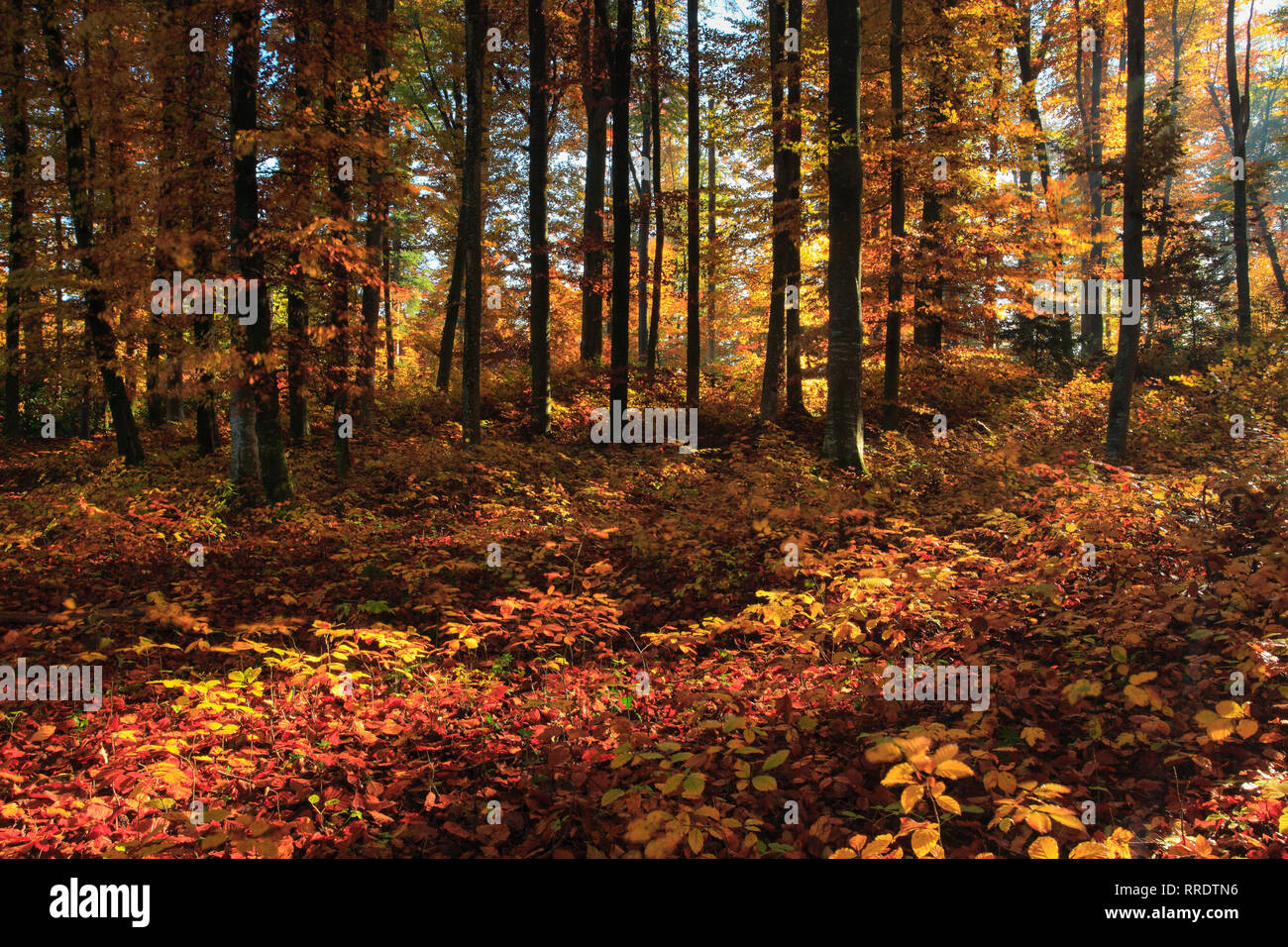 La botanica, foresta di faggio in autunno, Vallese, Svizzera, Additional-Rights-Clearance-Info-Not-Available Foto Stock