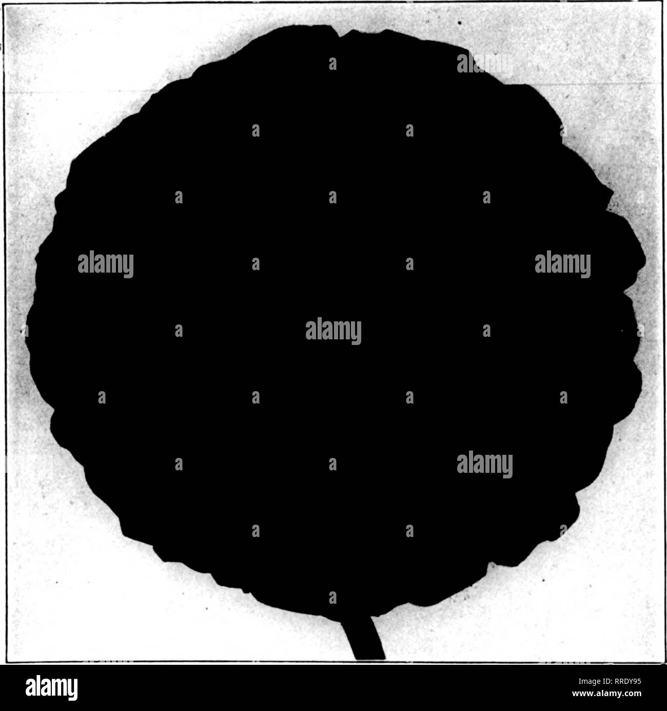 . Fioristi' review [microformati]. Floricoltura. L'orgoglio di Cincinnati Defiance Victoria scuro rosso sangue Brififht vitigno rosso rosso Salmone luce allegria natalizia bianco puro mescolato assortiti, gloria di Wandsbek Rose Marienthal Carmine, centro di rose rosa puro Roseum Gigfanteum gigante lilla lavanda bianco, occhio rosa salmone Cerise la nostra selezione POT-cresciuto, tutti pronti per un turno. 3-lnch, extra strong 20,00 dollari per 100; $180.00 per 1000 4 pollici, extra strong 85.00 per 100; 325,00 per 1000 25 a 100 tasso. 250 a 1000 Tasso in precedenza assortita varietà. Aggiungere 5% per l'imballaggio. Se casli, imballaggio libero. ZETUTZ prodotti floreali CO., da Foto Stock