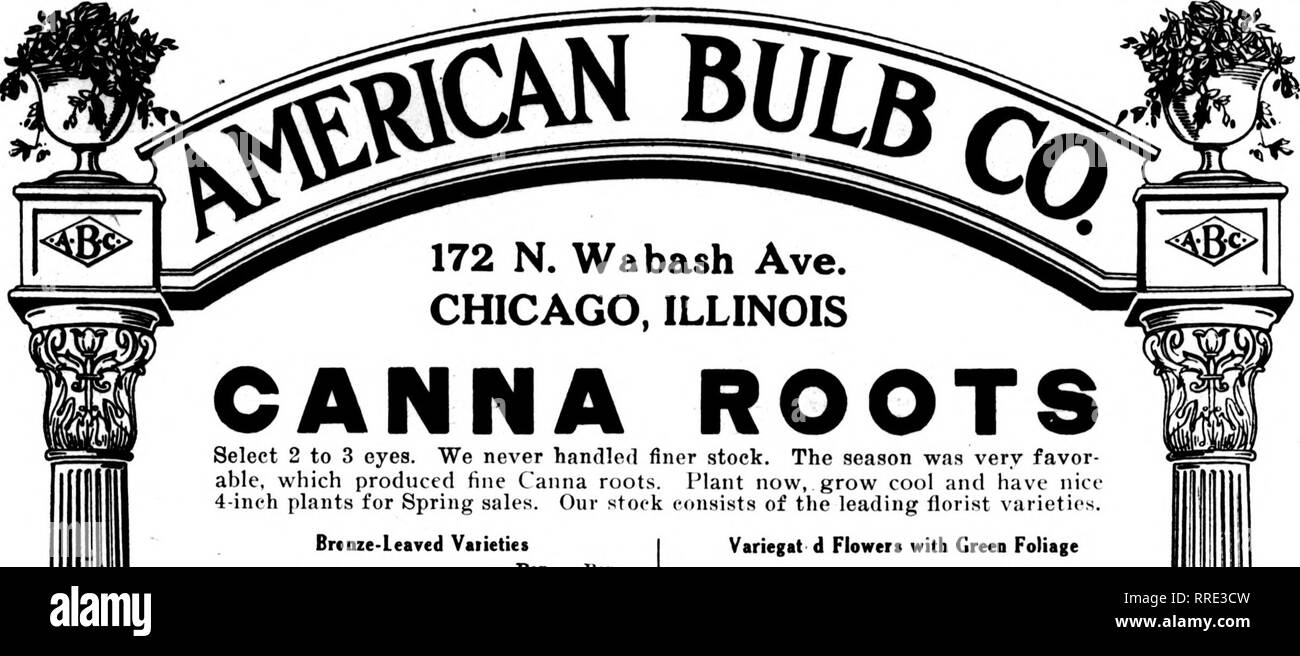 . Fioristi' review [microformati]. Floricoltura. FlBUUARi 24, 1921 l'Rorists^ Review. CHICAGO, ILLINOIS A RADICI selezionare da 2 a 3 gli occhi. Non abbiamo mai gestito finer stock. La stagione è stata molto favore- in grado, che produceva Caiina sottili radici. Pianta ora, crescere raffreddare e hanno una bella 4-ineh impianti per vendite a molla. Il nostro magazzino è costituito delle principali varietà di fiorista. Brcnze-Leaved Vaiieties Per I'er 100 1000 Biandywine, vino re4 piedi alto 3.50 27.50 Variegat d Fiori con fogliame verde per I'cr 100 1000 Gladioflora, crimson refilato con oro, 3Vi piedi alto 3,50 $ $27..50 Italia, cli'iir ovciliiid giallo con Orange, Foto Stock